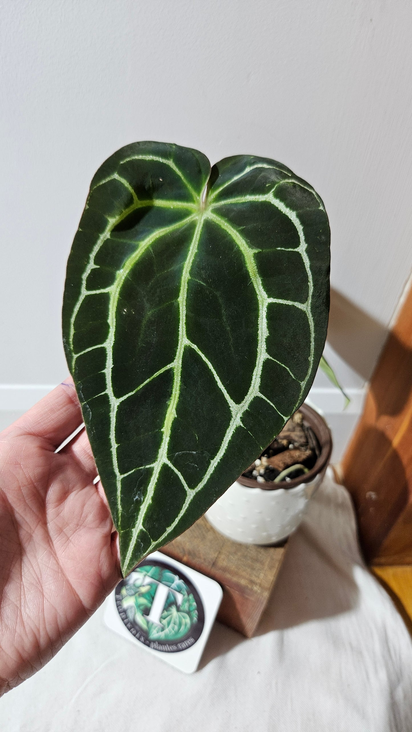 Anthurium Crystallinum Dark (ANT-415)