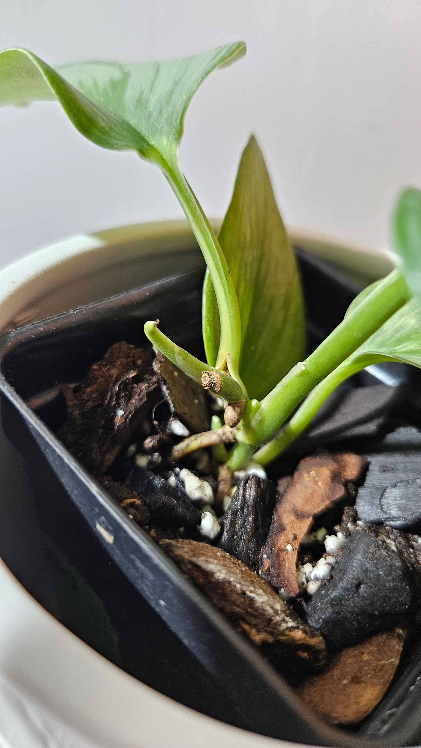 Scindapsus Rubicon (SCI-1110)