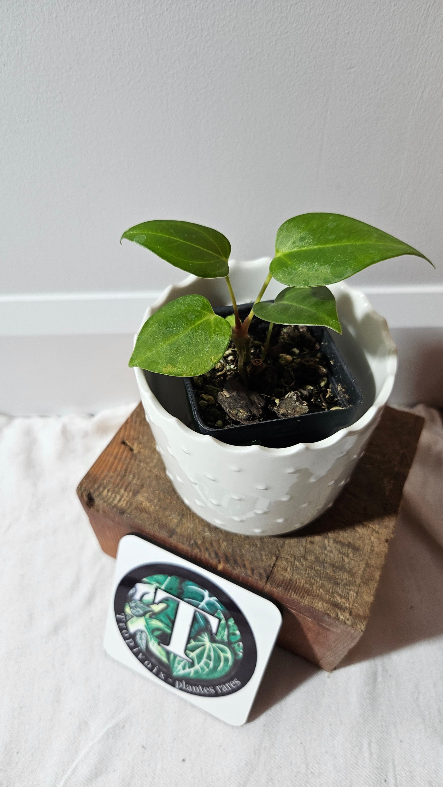 Anthurium Portillae (Indo) "format PETIT" (ANT-494)