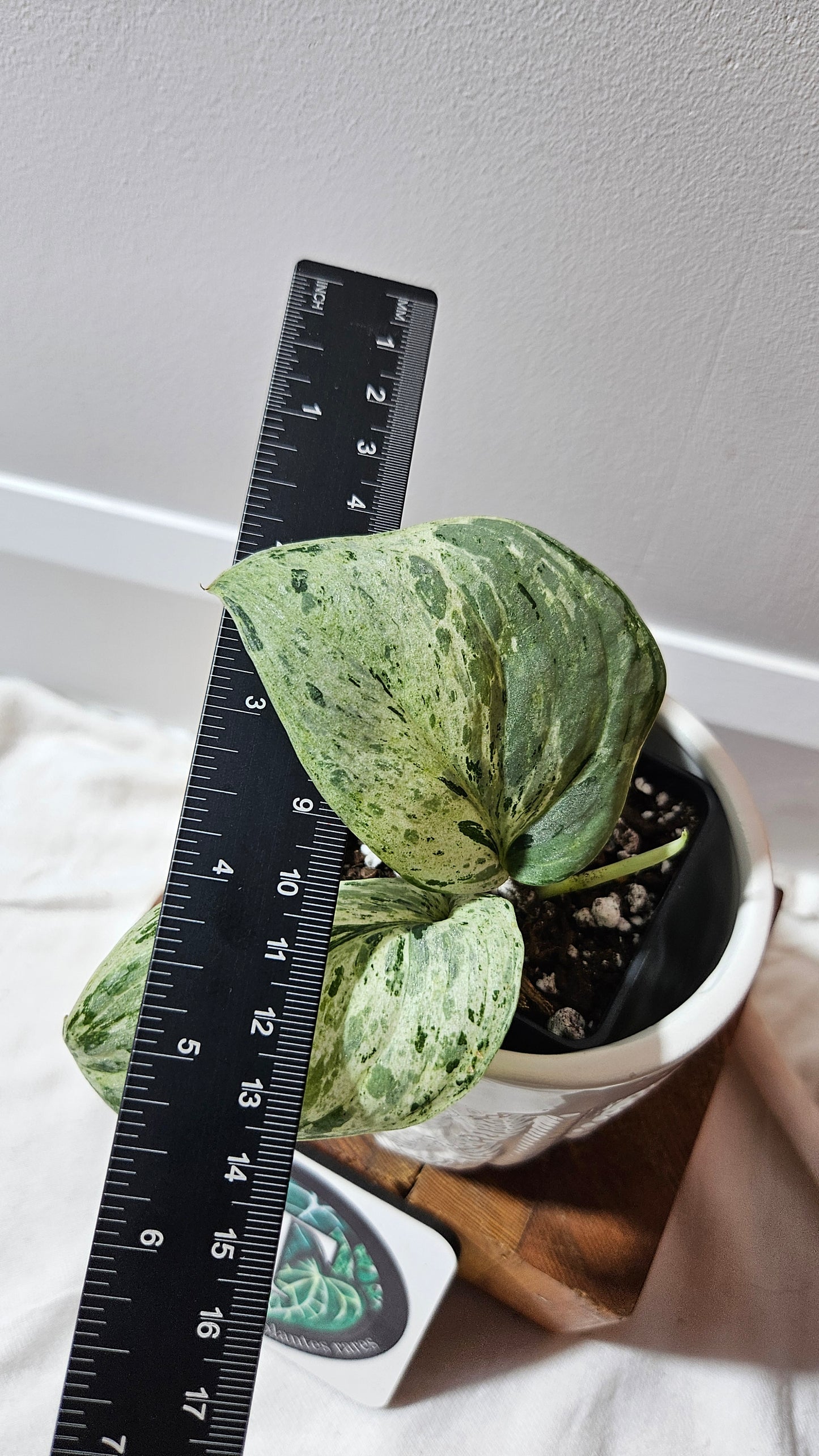 Scindapsus Peasun (SCI-1248)