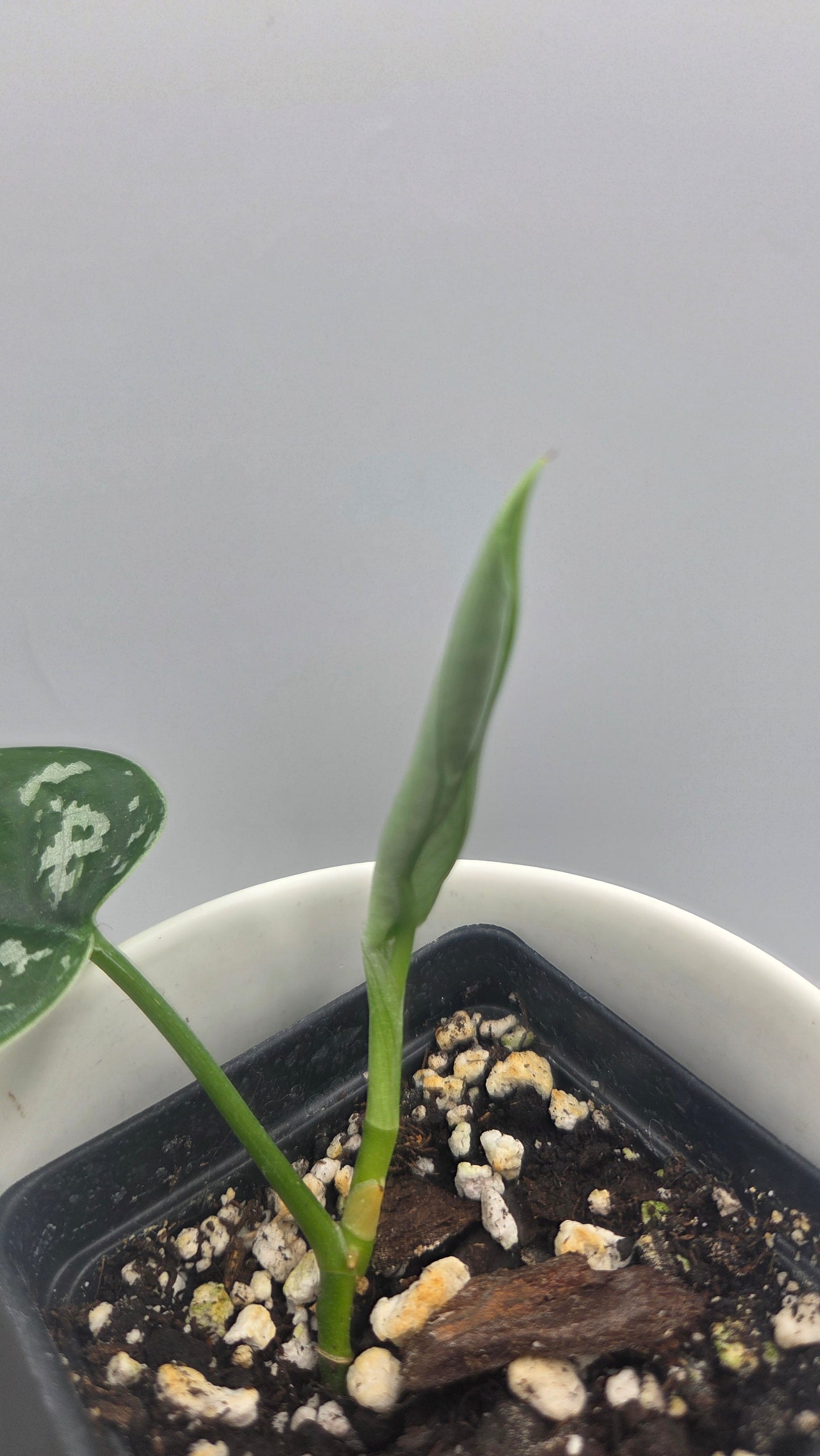 Scindapsus Exotica Batik (SCI-1465)