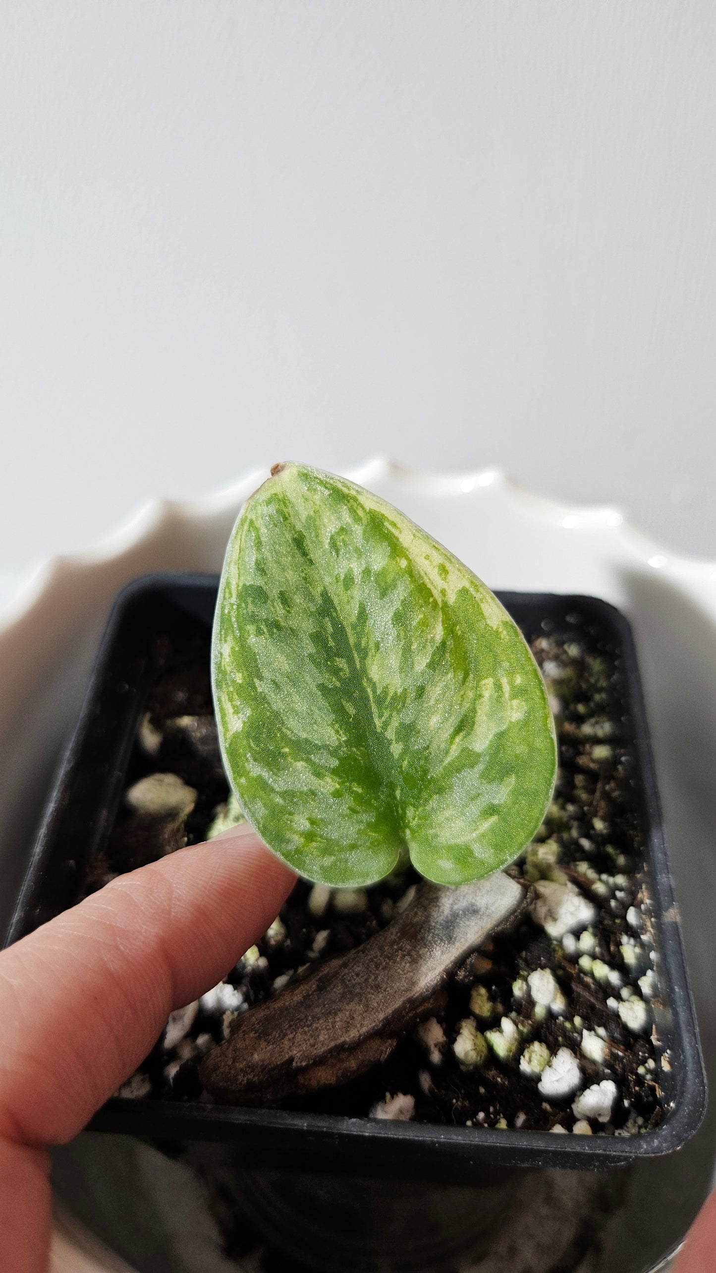 Scindapsus Hologram (SCI-1046)