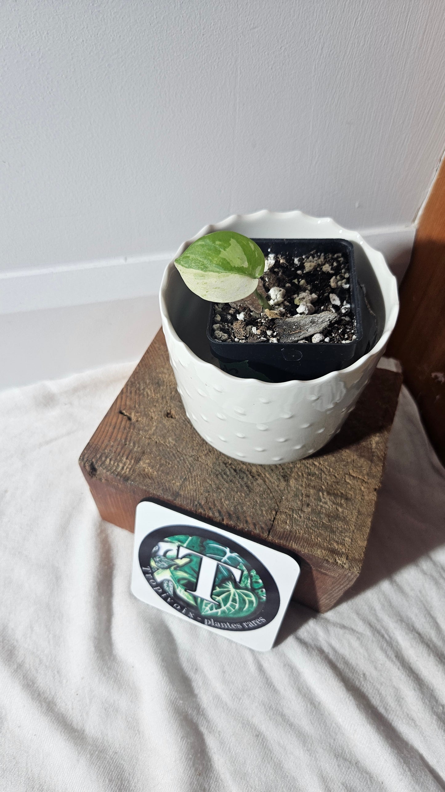 Scindapsus Silver Splash Variegata (SCI-926)