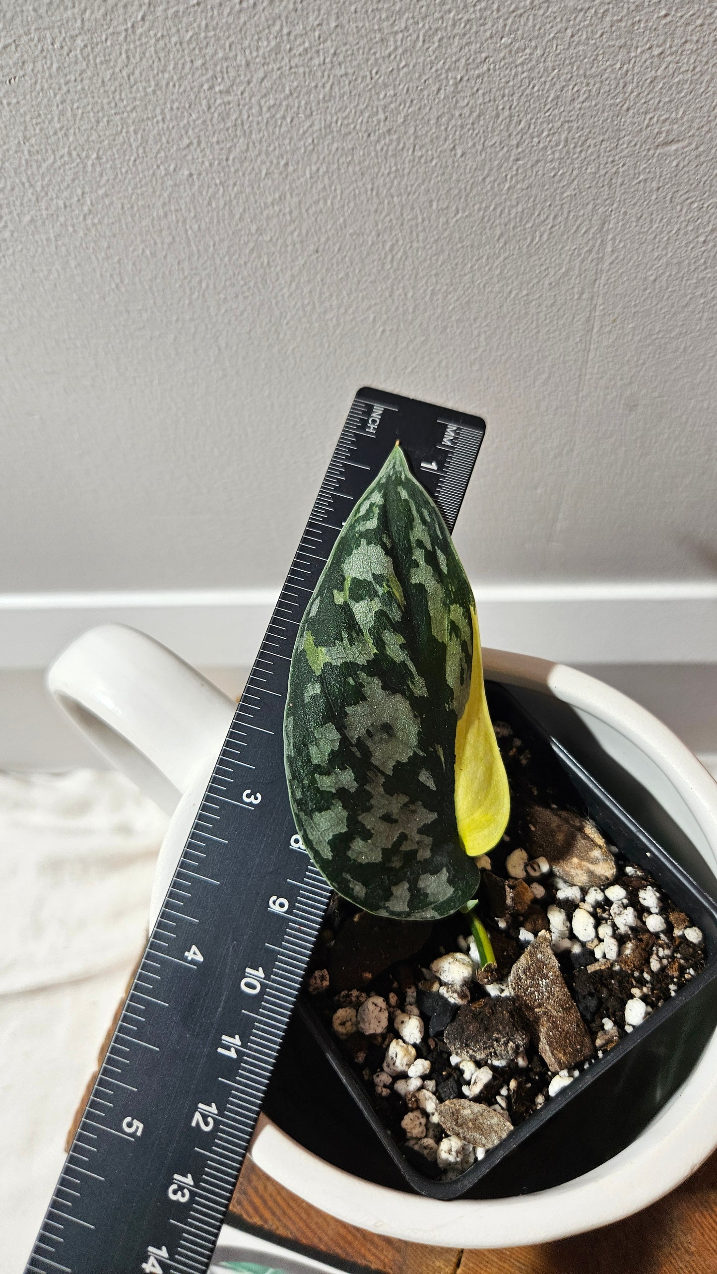 Scindapsus Mayari (SCI-1199)