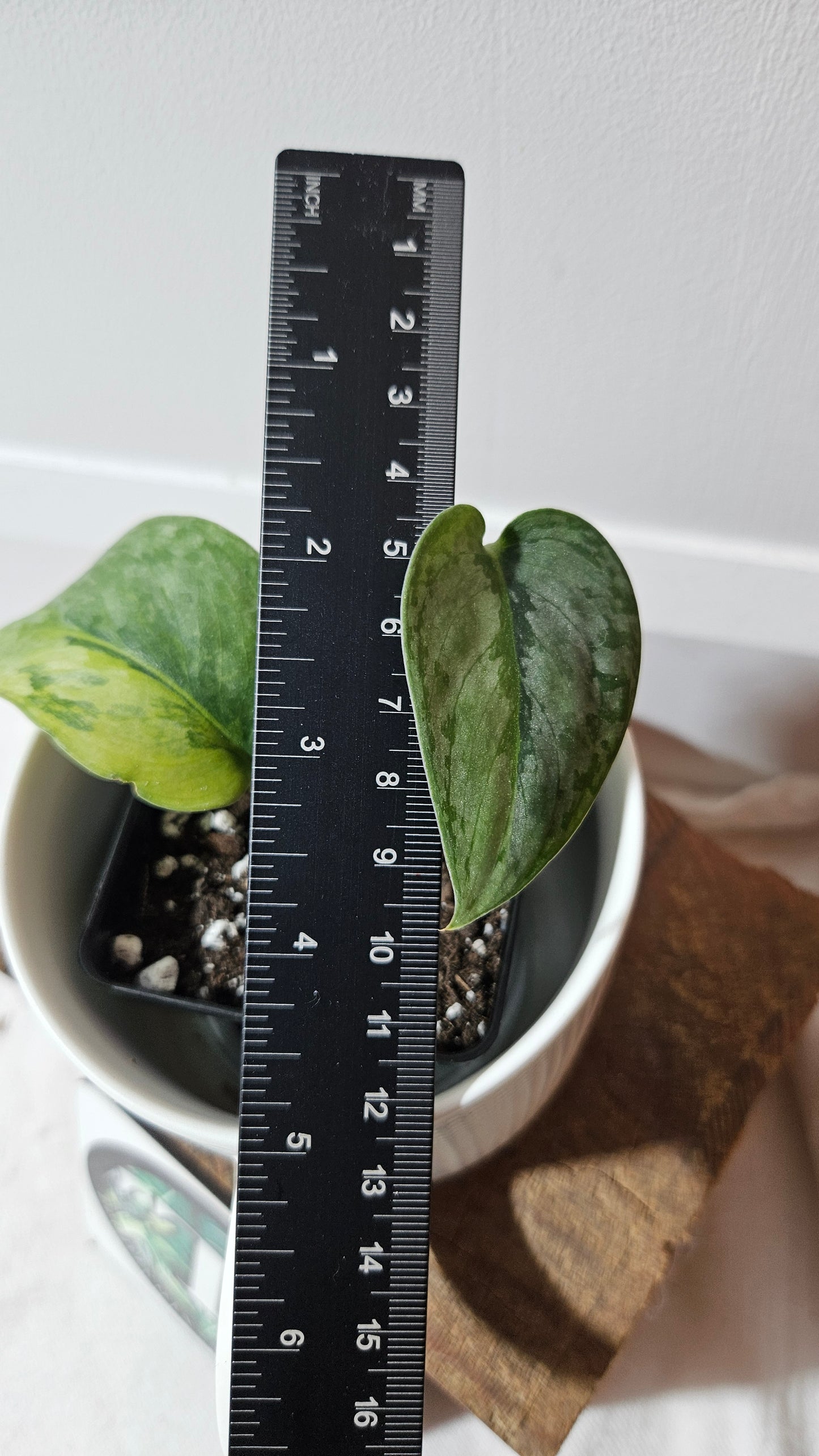 Scindapsus Pajajaran (SCI-1345)