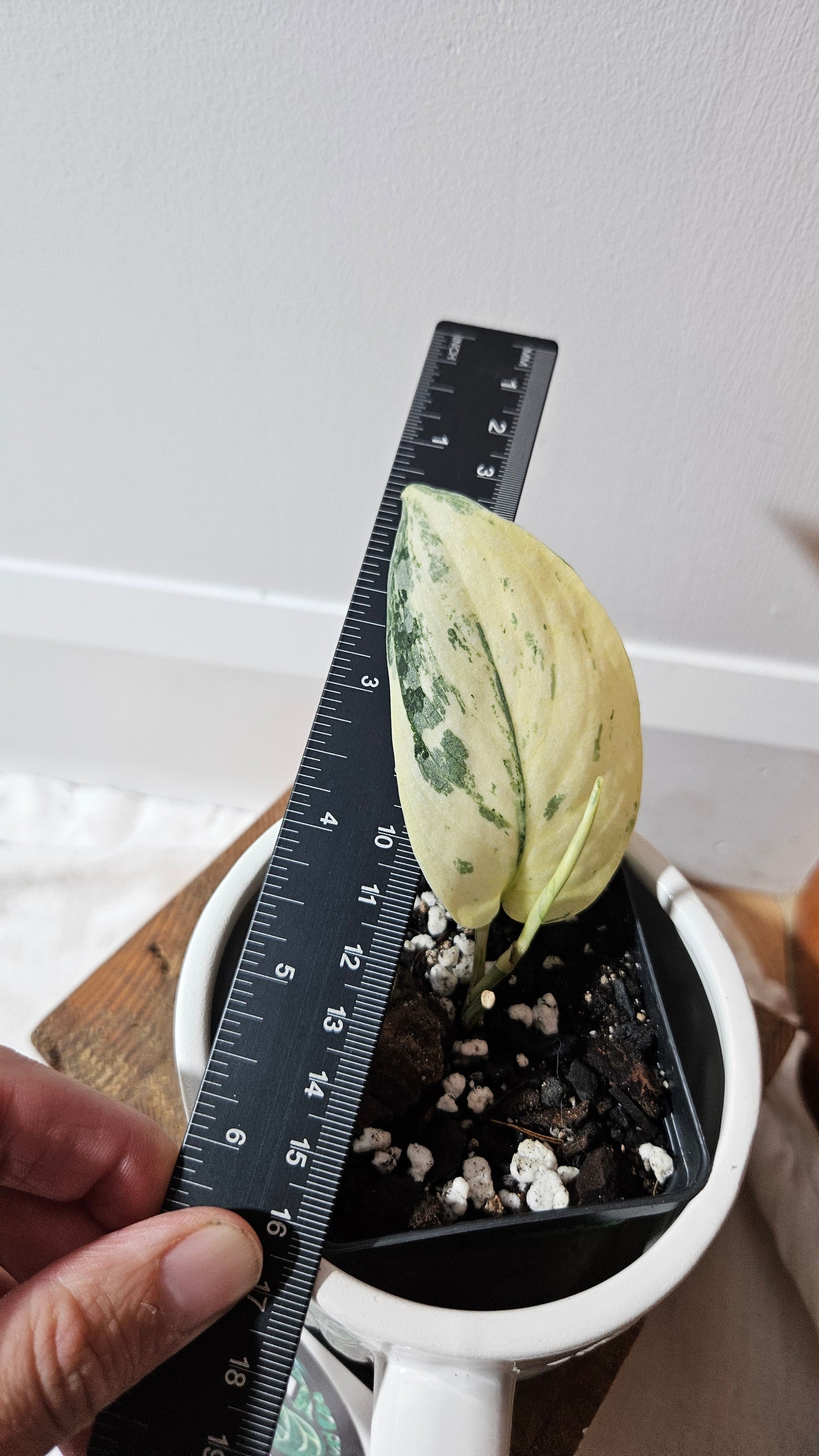 Scindapsus Exotica albo (SCI-1310)