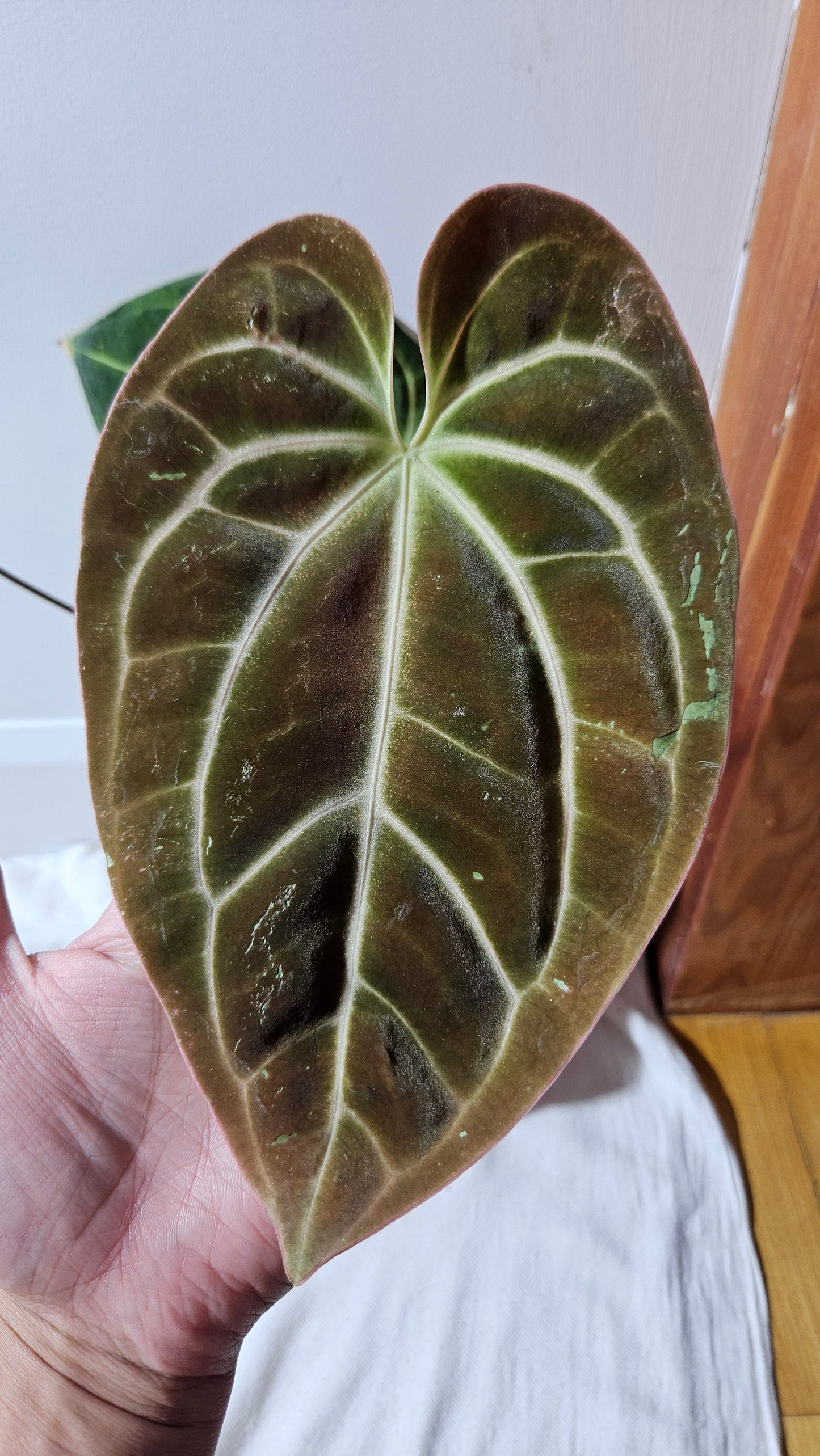 Anthurium Besseae Aff Super Dark "Format MOYEN/LARGE" (ANT-206)