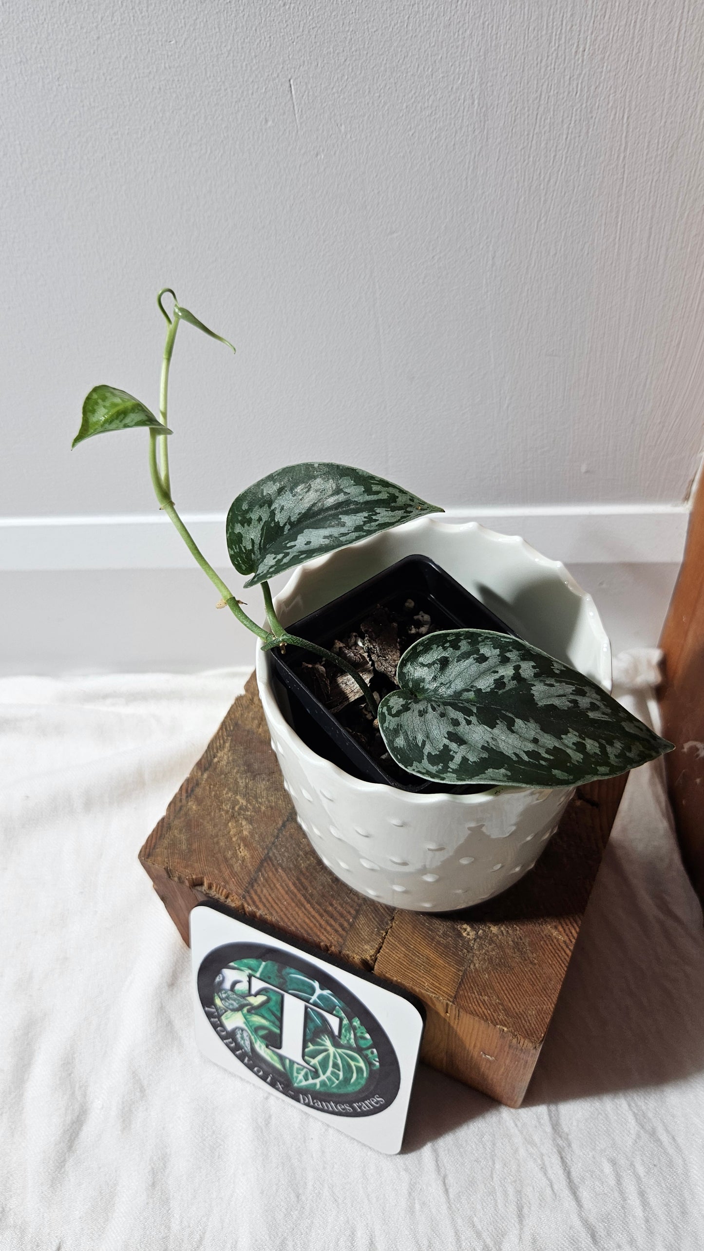 Scindapsus Black Exotica (SCI-1334)