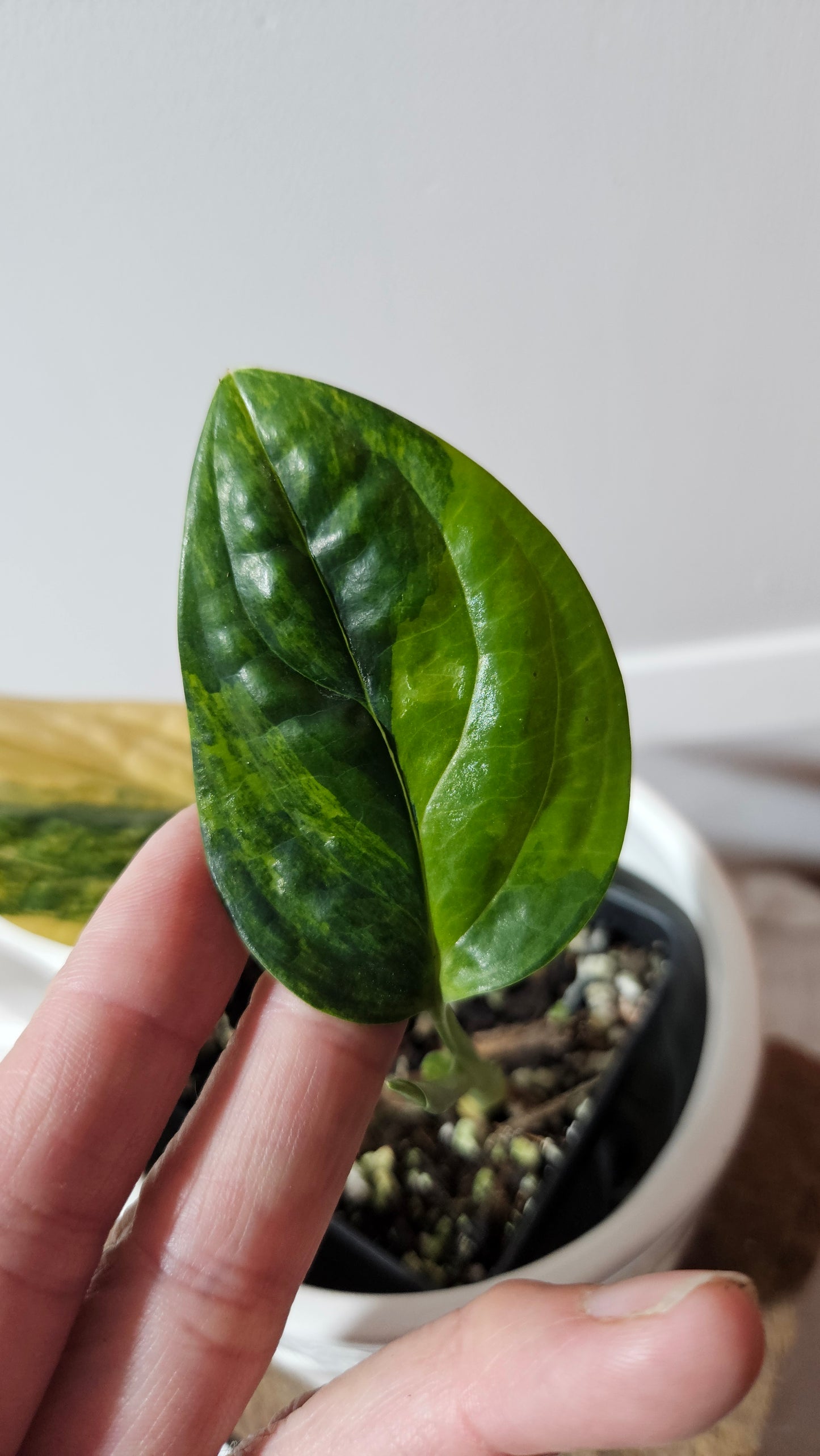 Monstera Karstenianum/Peru Variegata (MON-466)