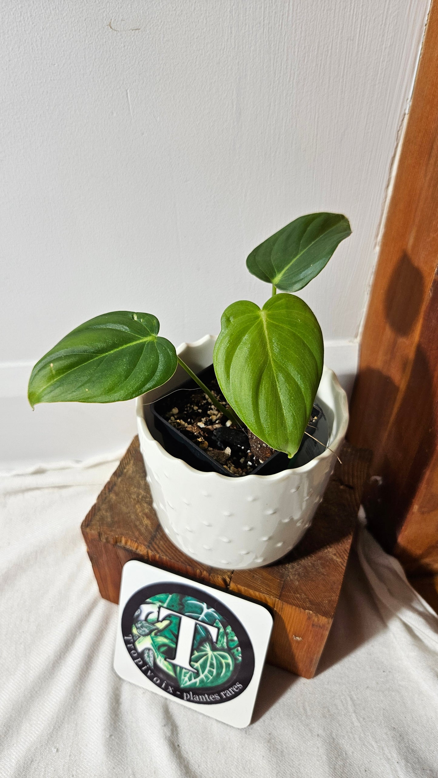 Philodendron Pastazanum (PHI-823)