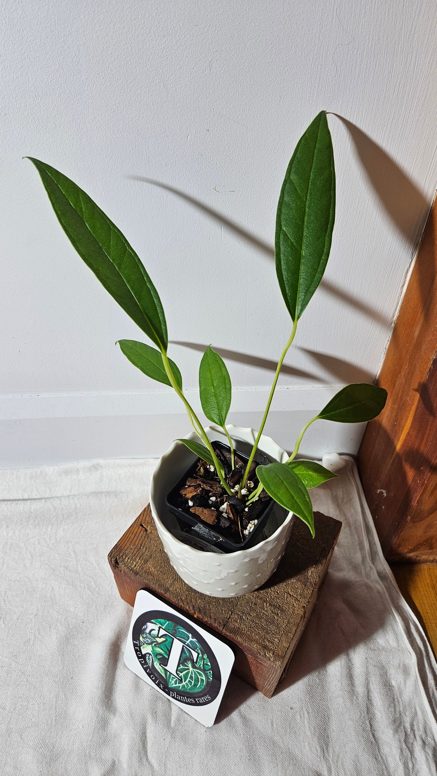 Anthurium Macphersonii "format MOYEN" (ANT-408)
