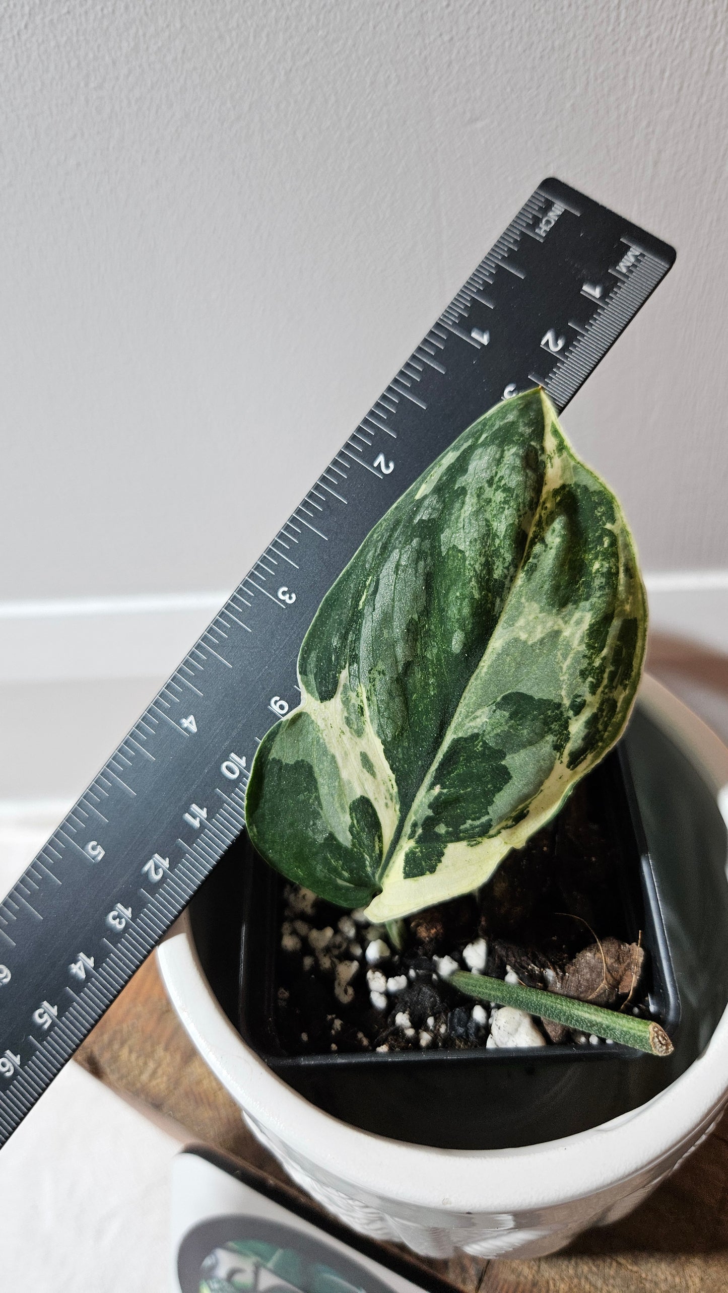 Scindapsus Black Dragon white (SCI-1075)