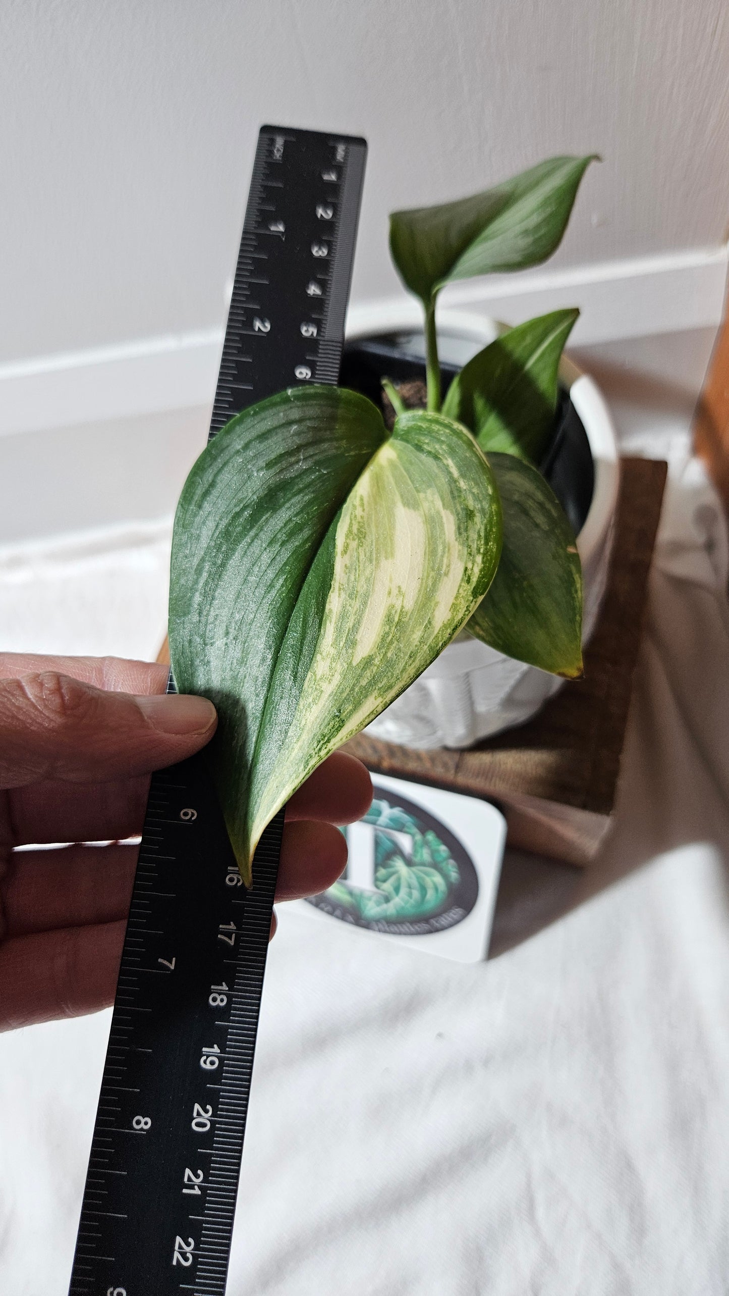 Scindapsus Rubicon (SCI-1110)