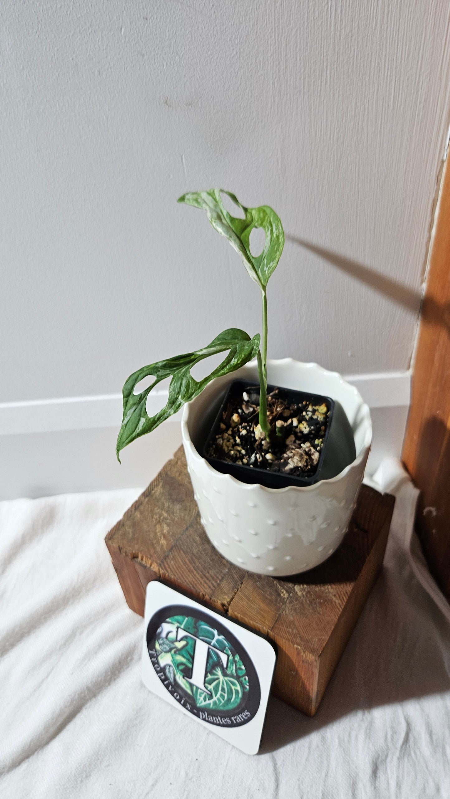 Monstera Andasonii Mint/Indo (MON-420)