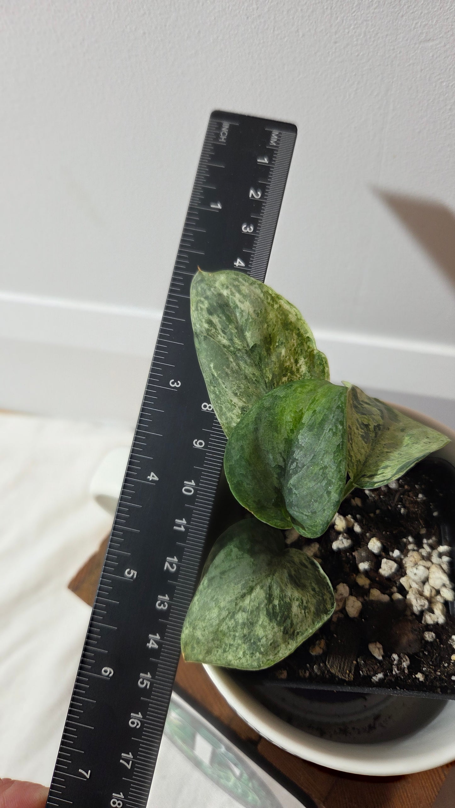 Scindapsus Silver Cloud variegata (SCI-1026)