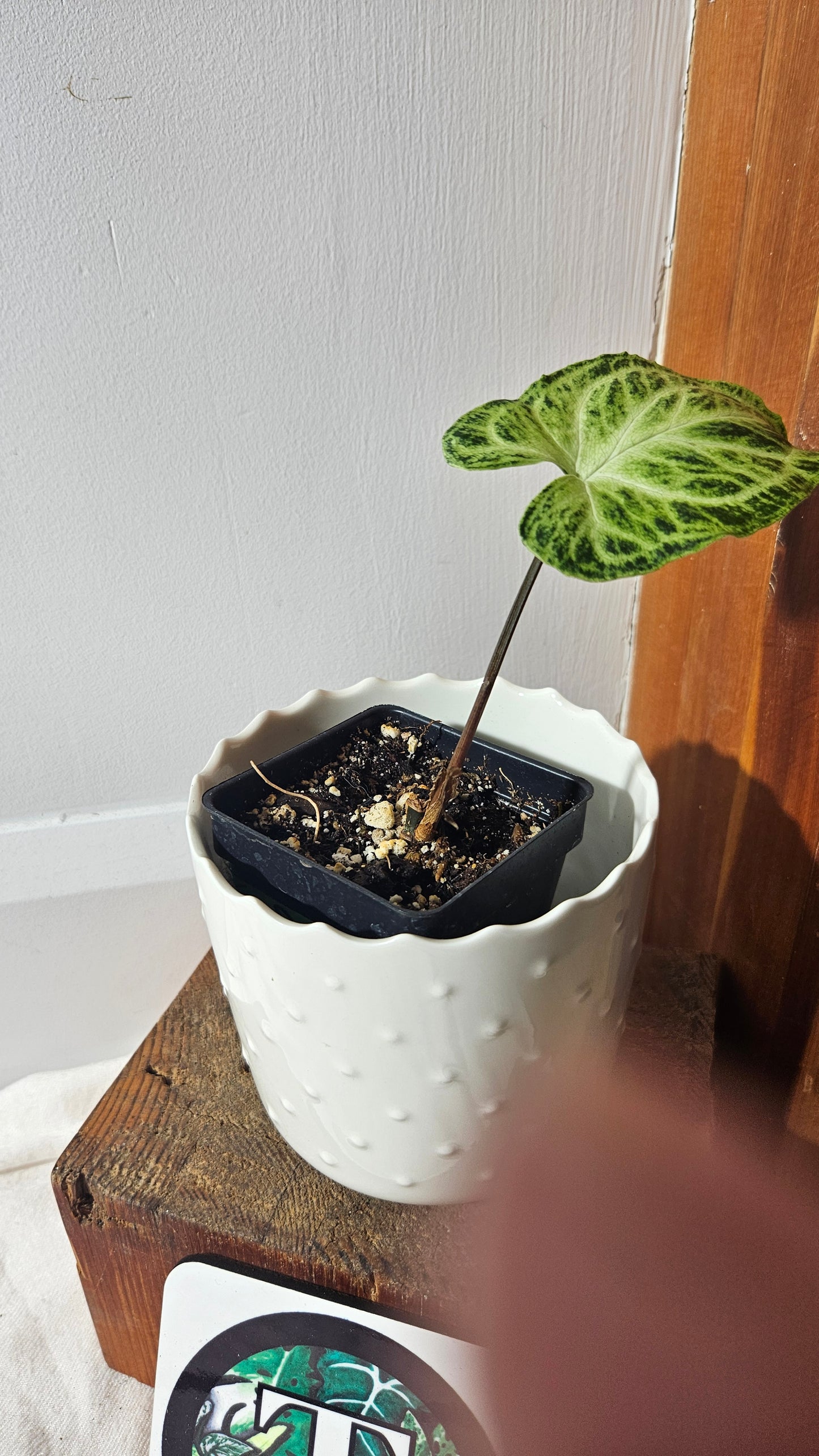 Syngonium Batik (SYN-414)