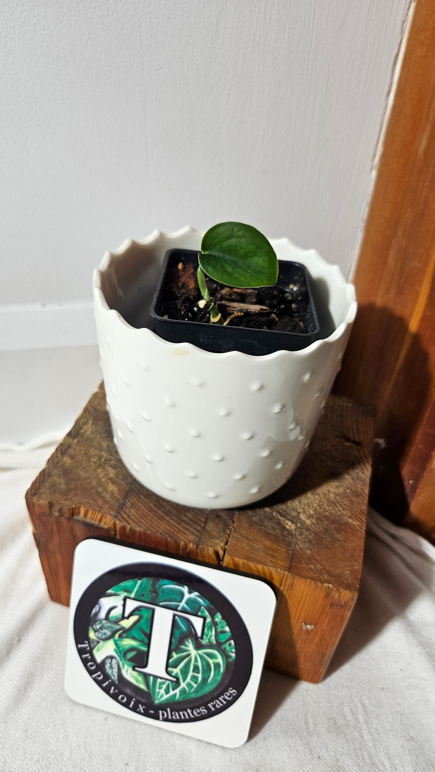 Scindapsus Silver Splash "Green on Green" (SCI-1030)