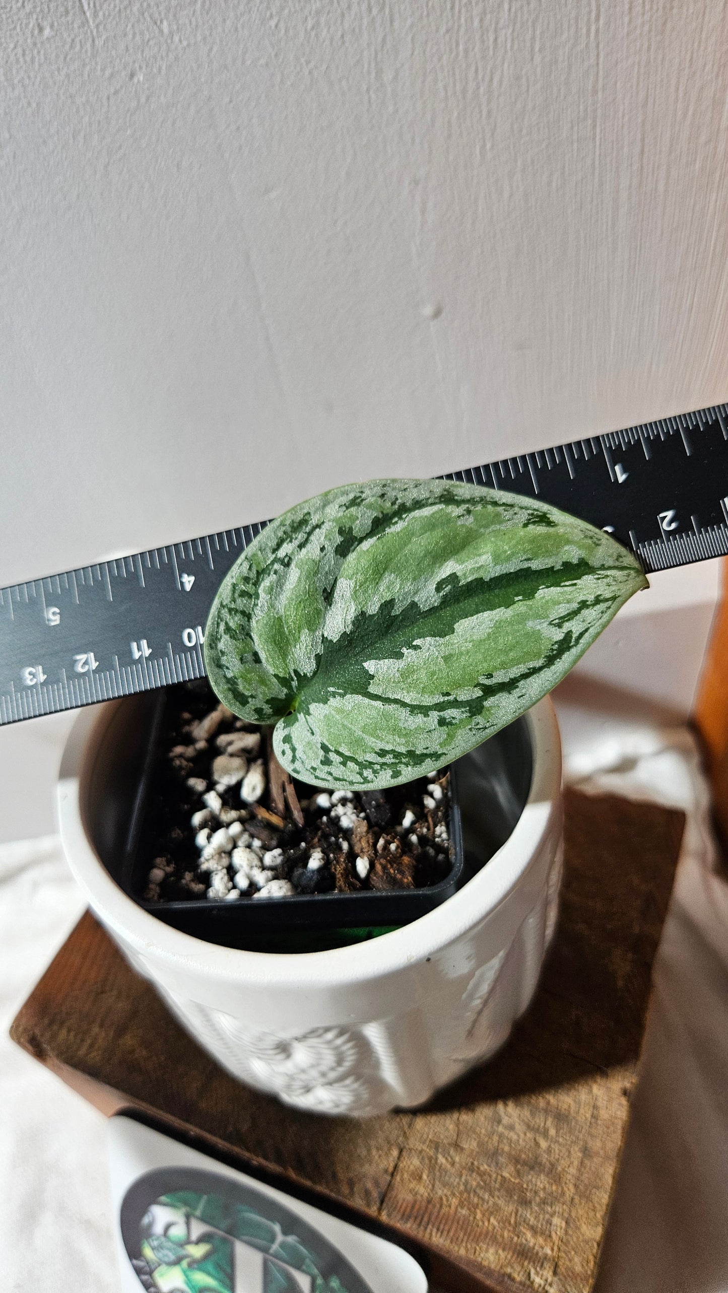 Scindapsus Tricolore silver Platinum (SCI-1140)