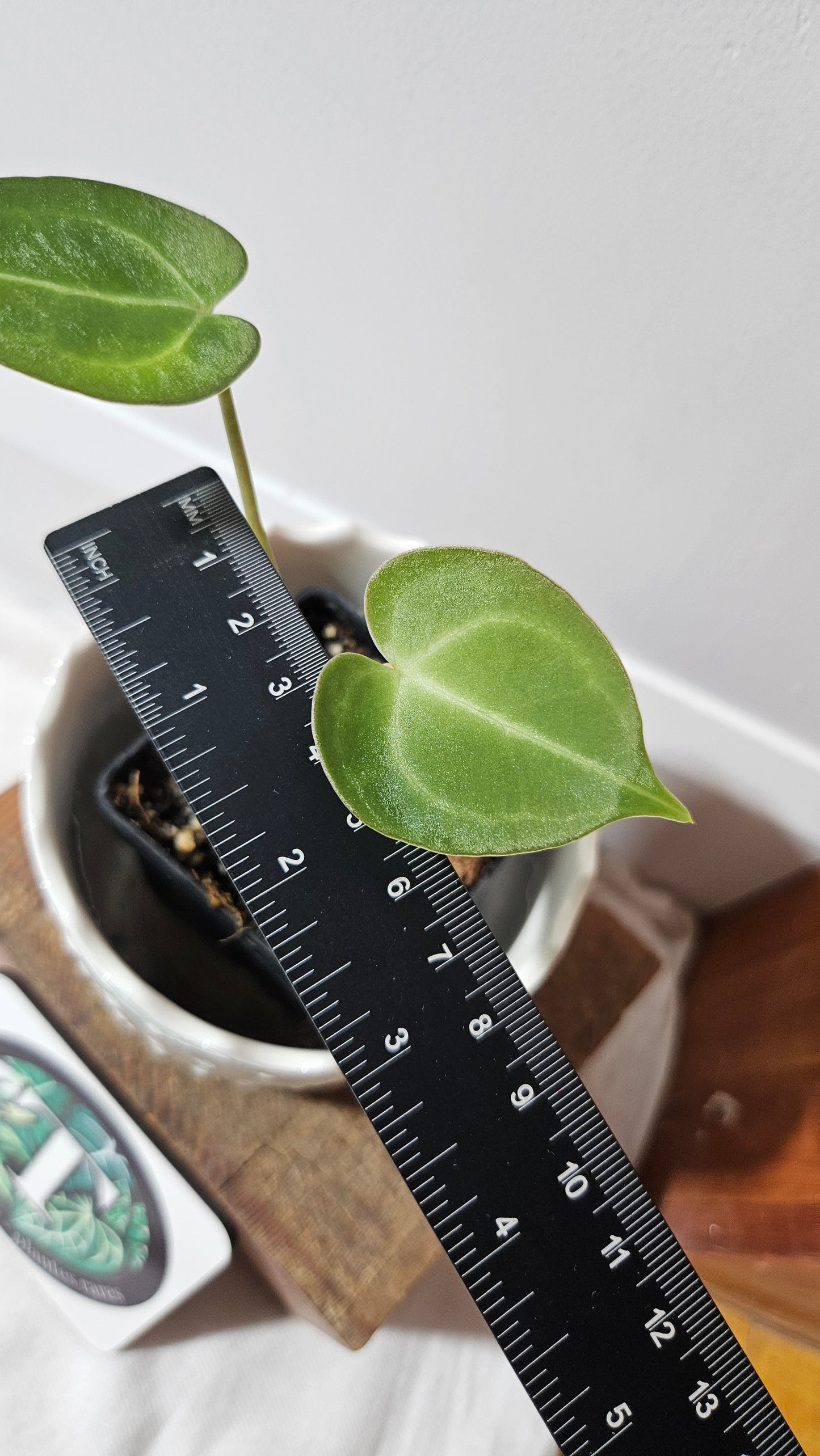 Anthurium Clarinervium Hybrid "format PETIT" (ANT-547)