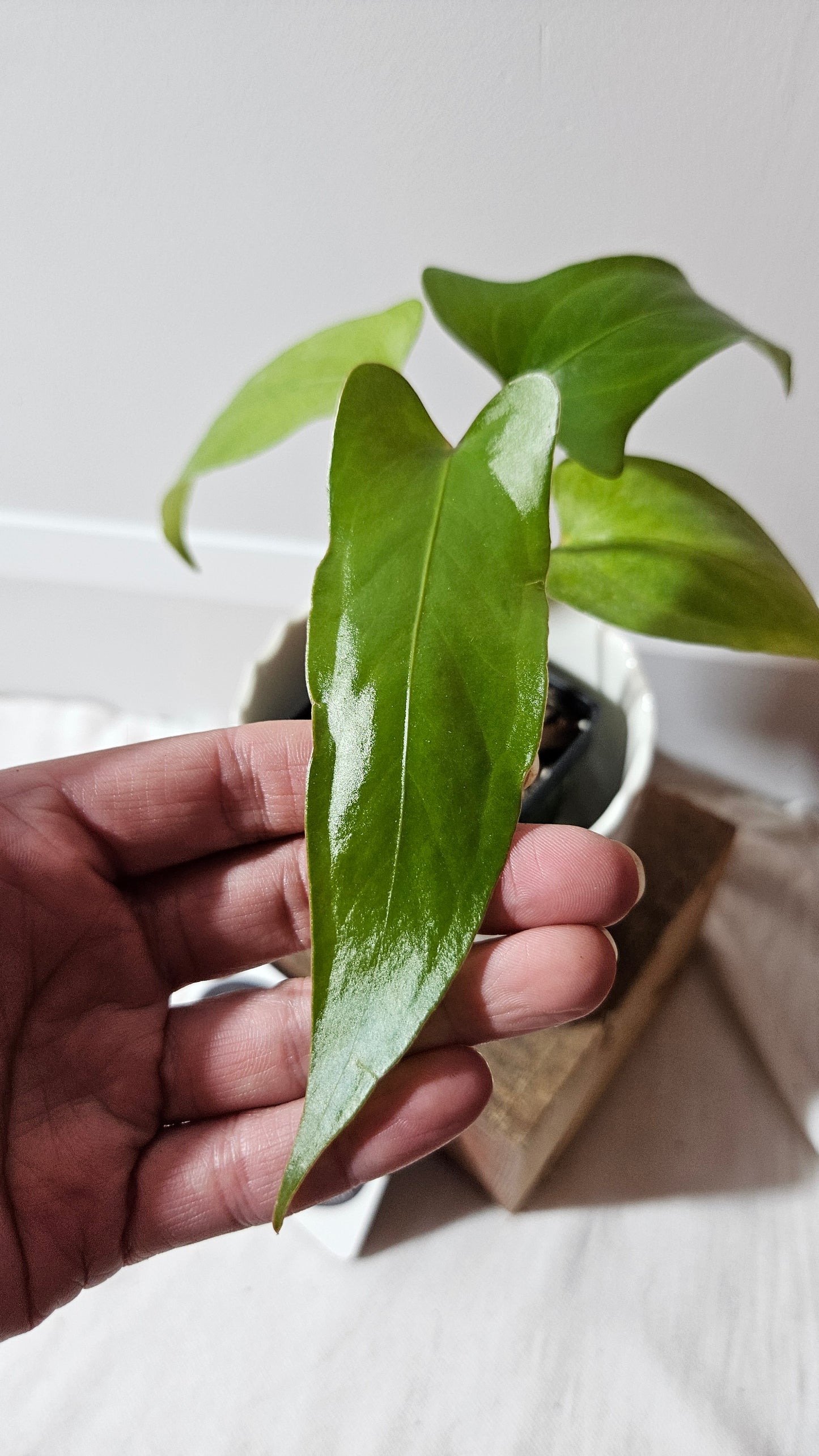 Anthurium Pinkleyi "SEEDLING format" (ANT-189)