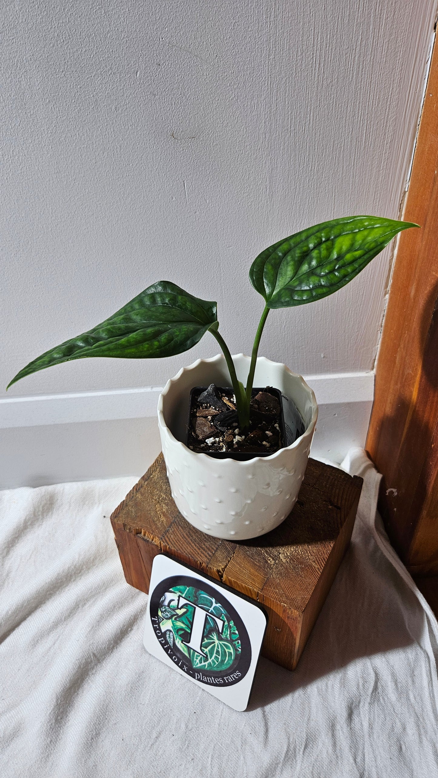 Monstera Obliqua Aff Black Strypes (MON-426)