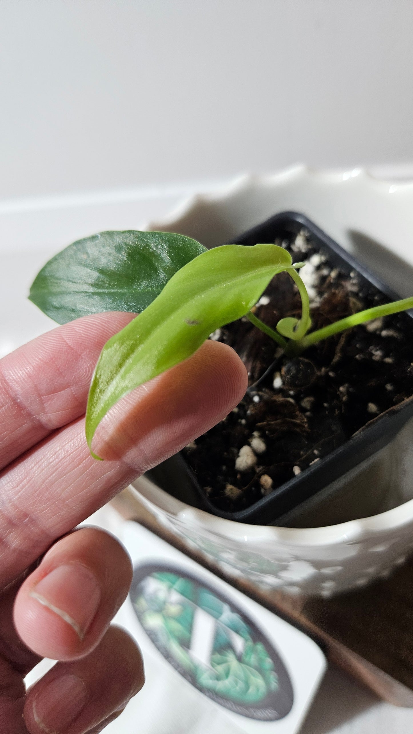 Philodendron Florida Beauty X Bob Cee REVERT(PHI-927)