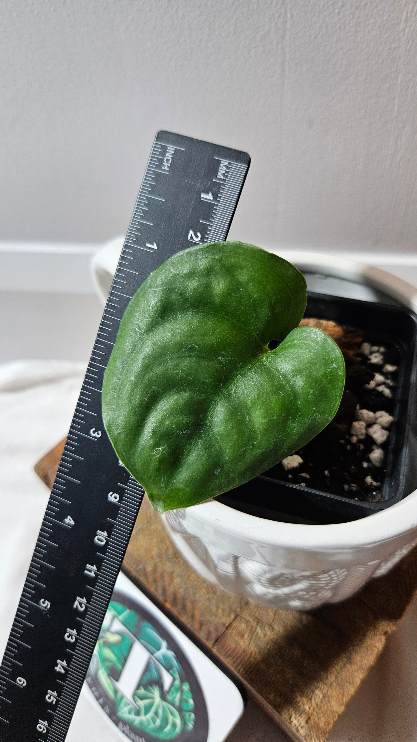 Scindapsus Lucens (SCI-1176)