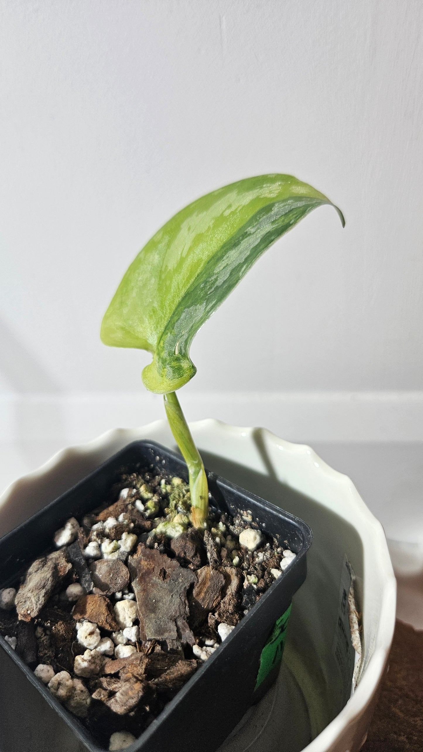 Scindapsus Swarnabhumi (SCI-963)