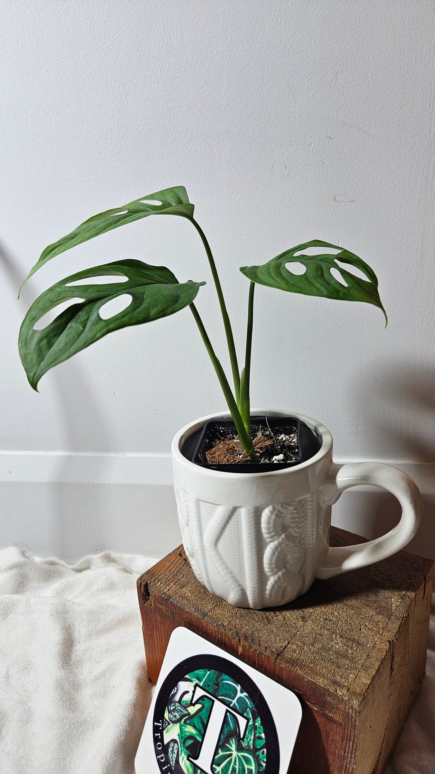 Monstera Obliqua Aff Muyuna Round (MON-322)