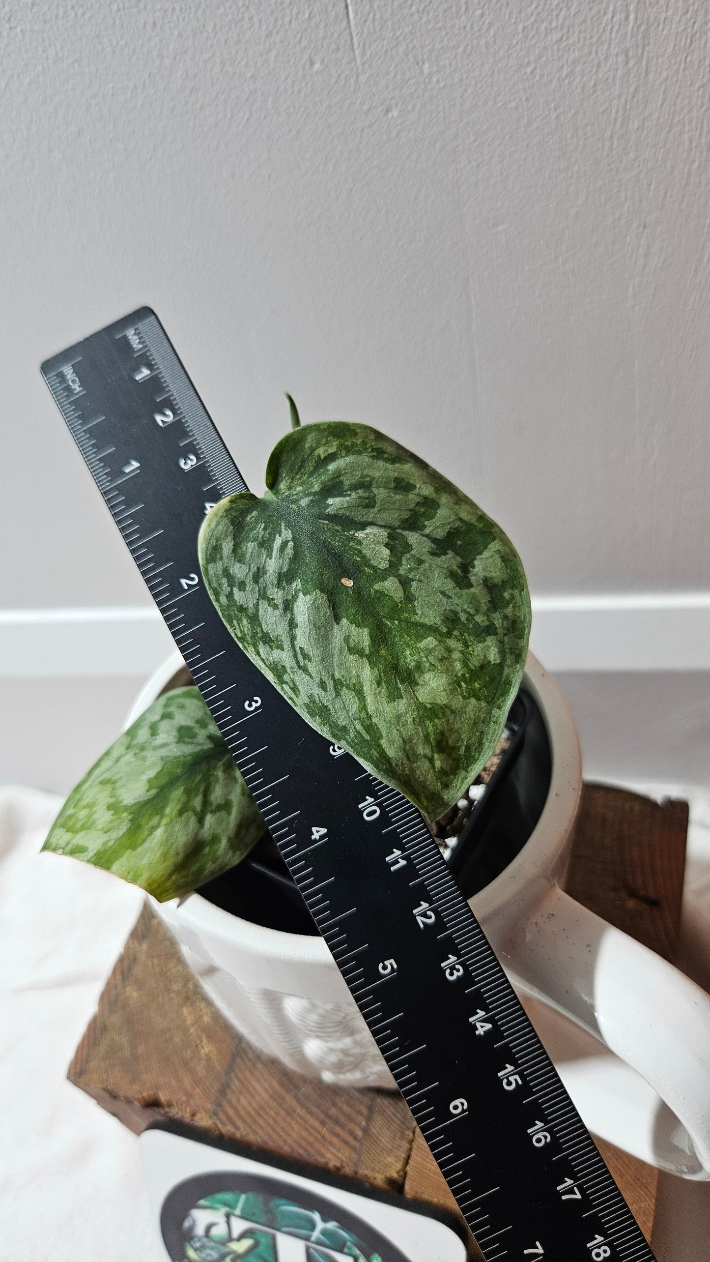 Scindapsus Geulis (SCI-1217)
