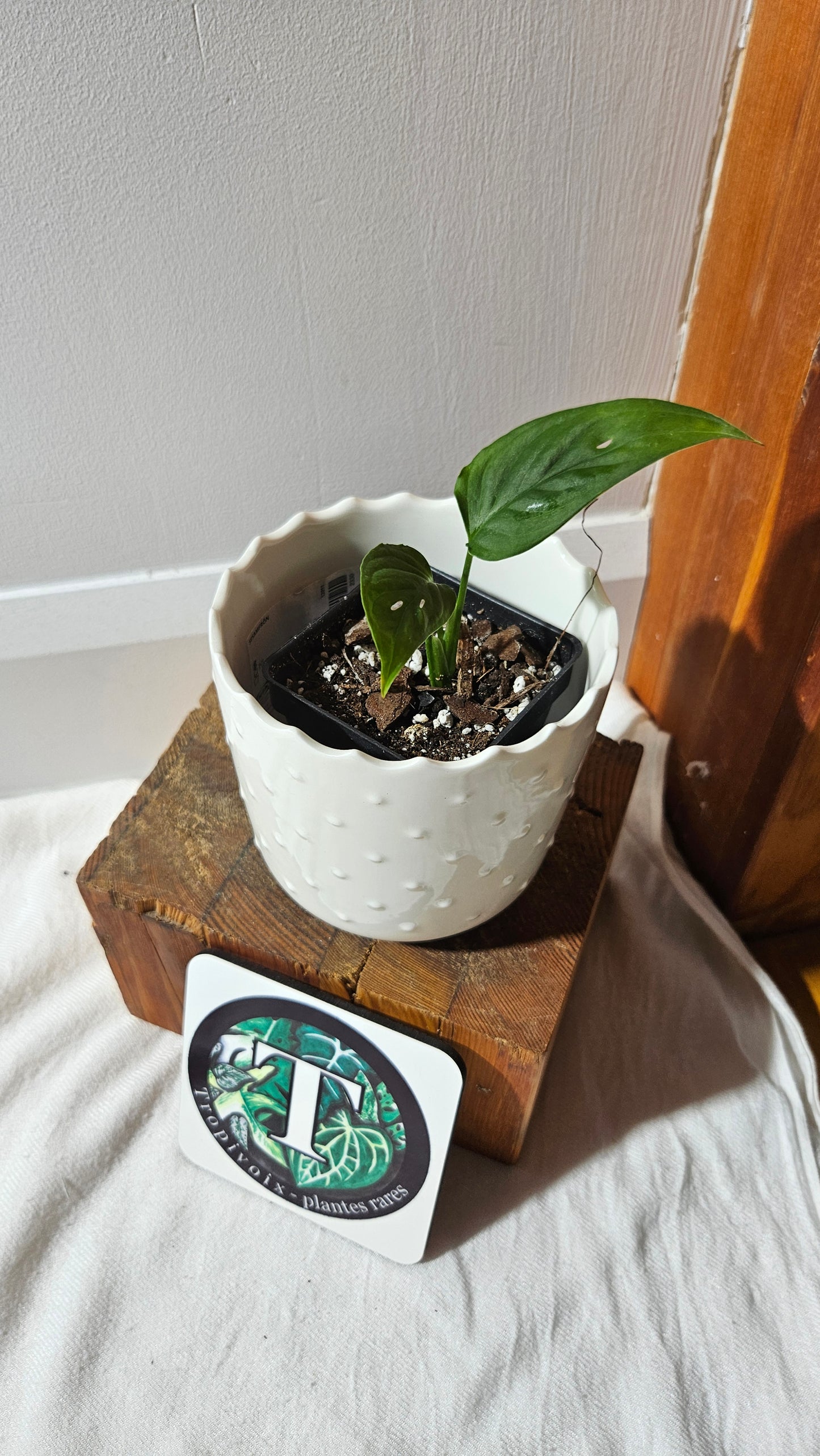 Monstera Obliqua Aff Tamarindo (MON-245)
