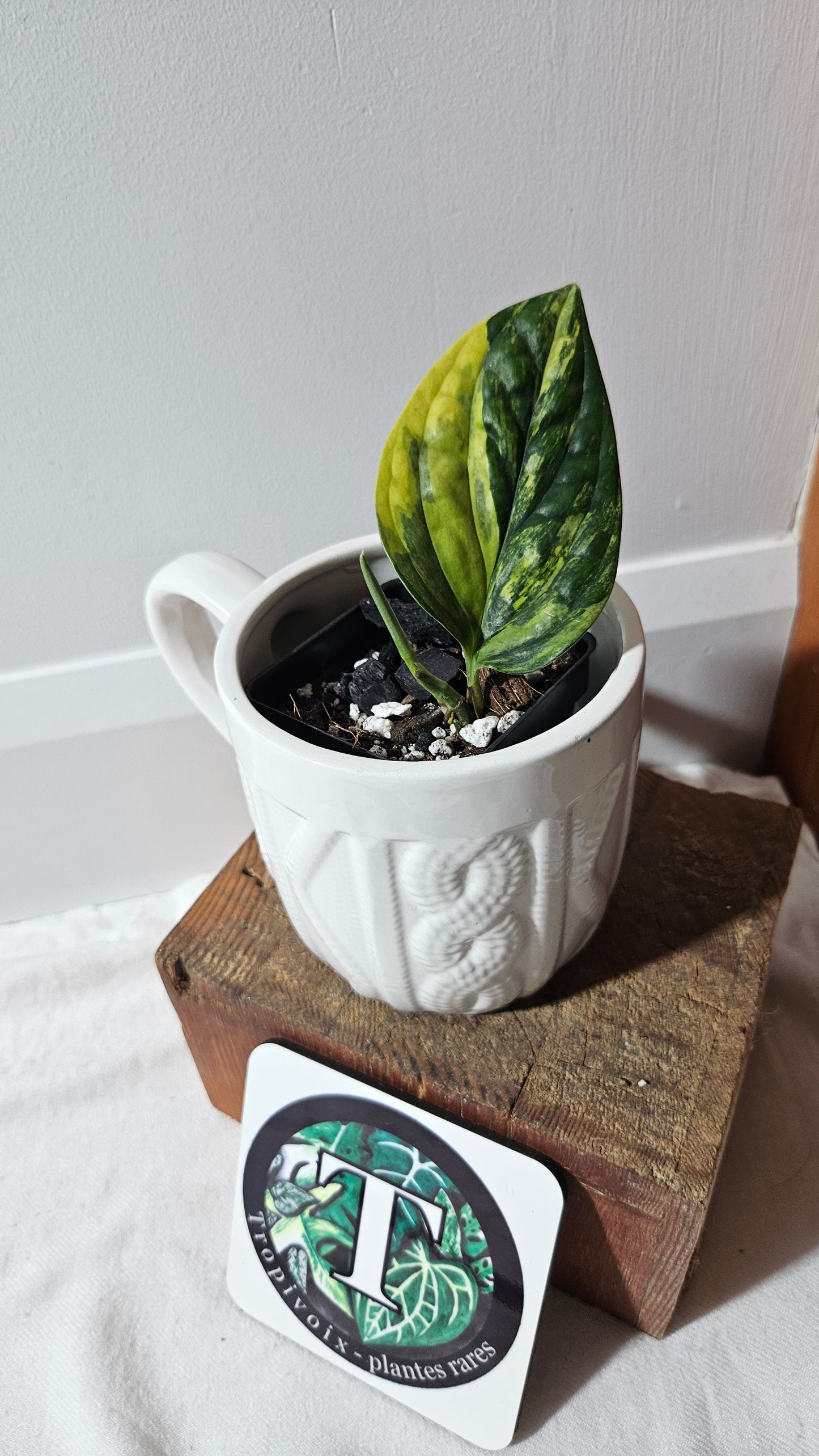 Monstera Karstenianum/Peru Variegata (MON-467)