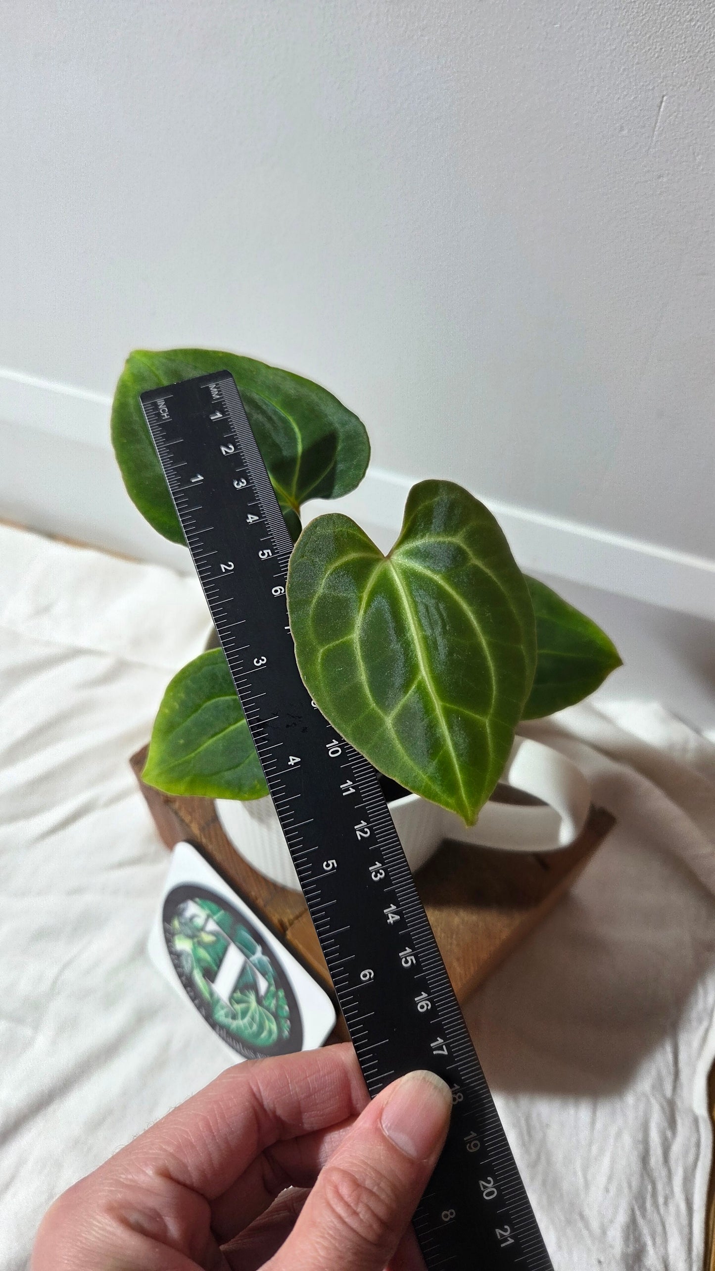 Anthurium Besseae Aff Dark "Format PETIT" (ANT-666)