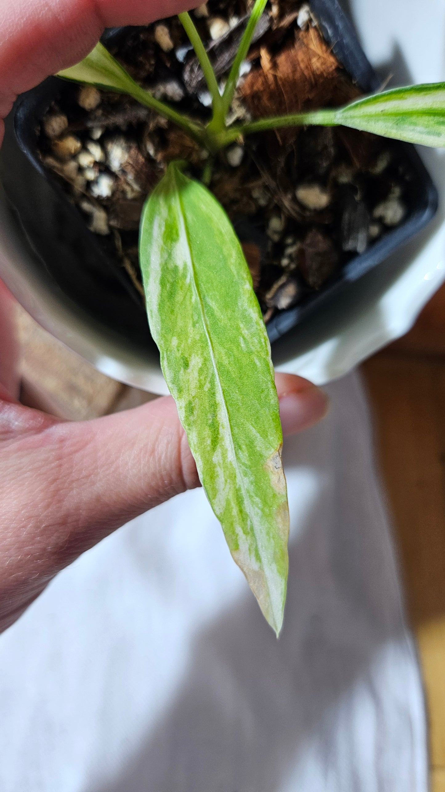 Anthurium Vittarifolium Variegata "format PETIT" (ANT-445)