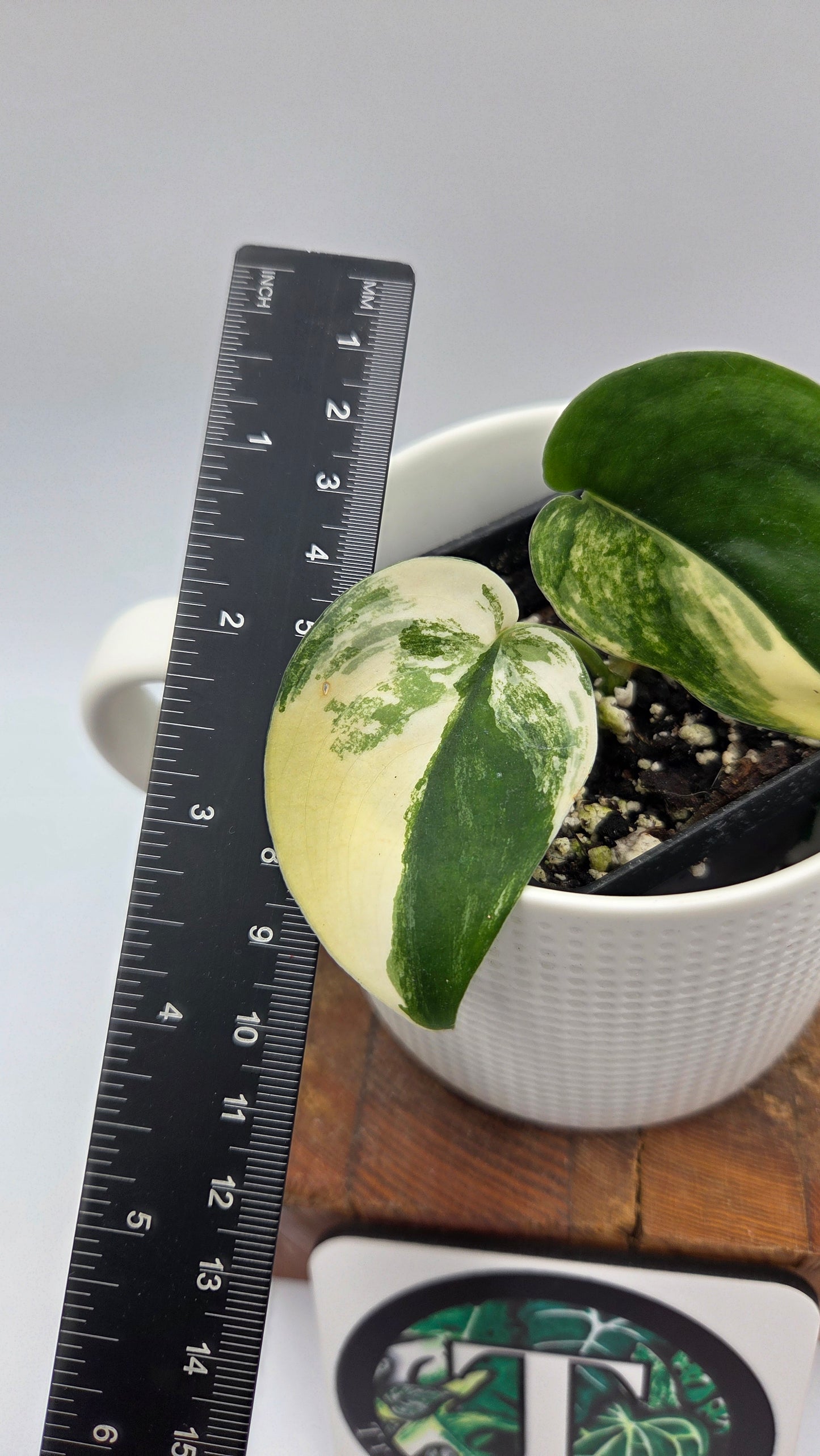 Scindapsus Jade Satin Albo (SCI-876)