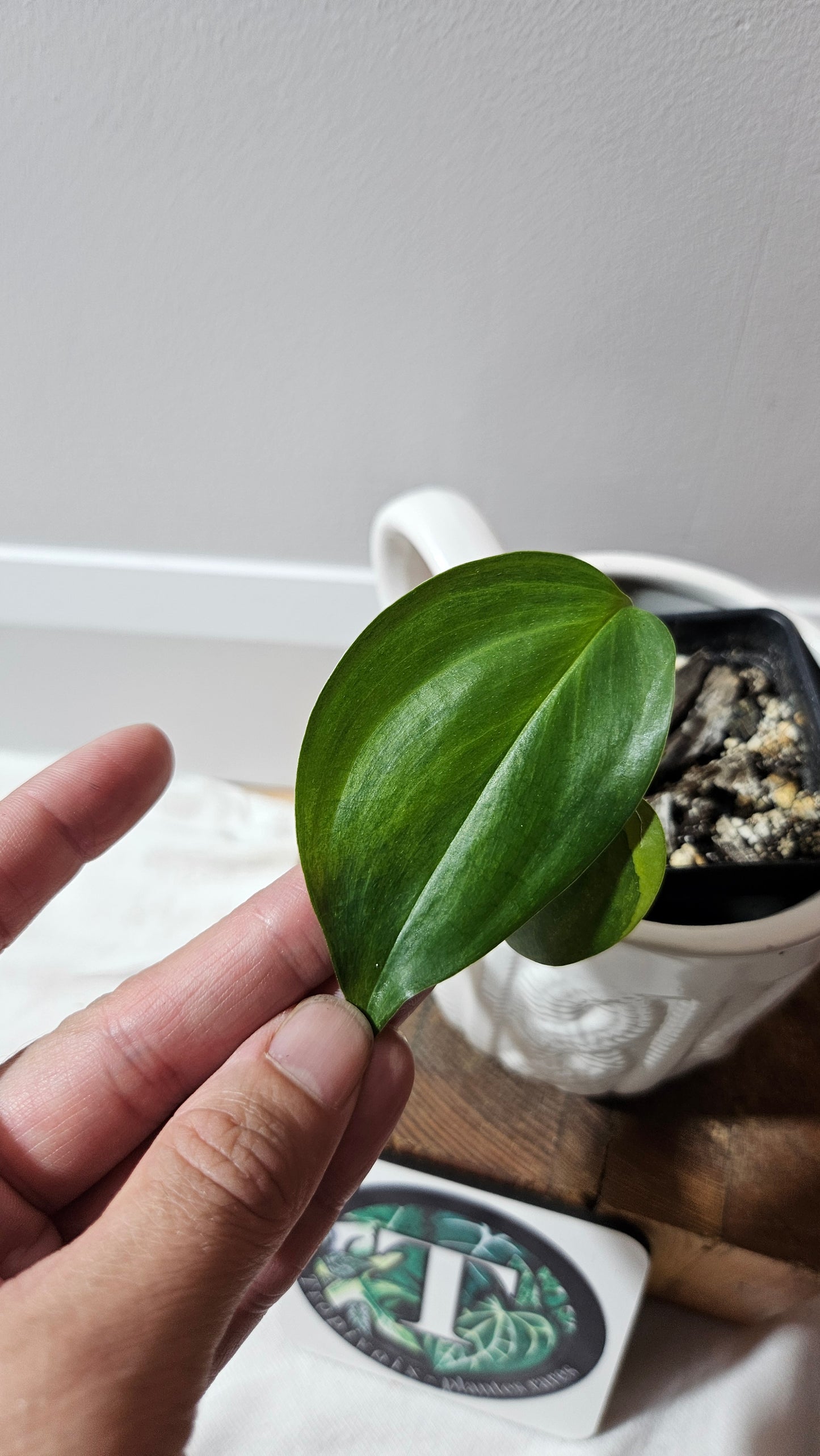 Scindapsus Blue Aurea (SCI-458)