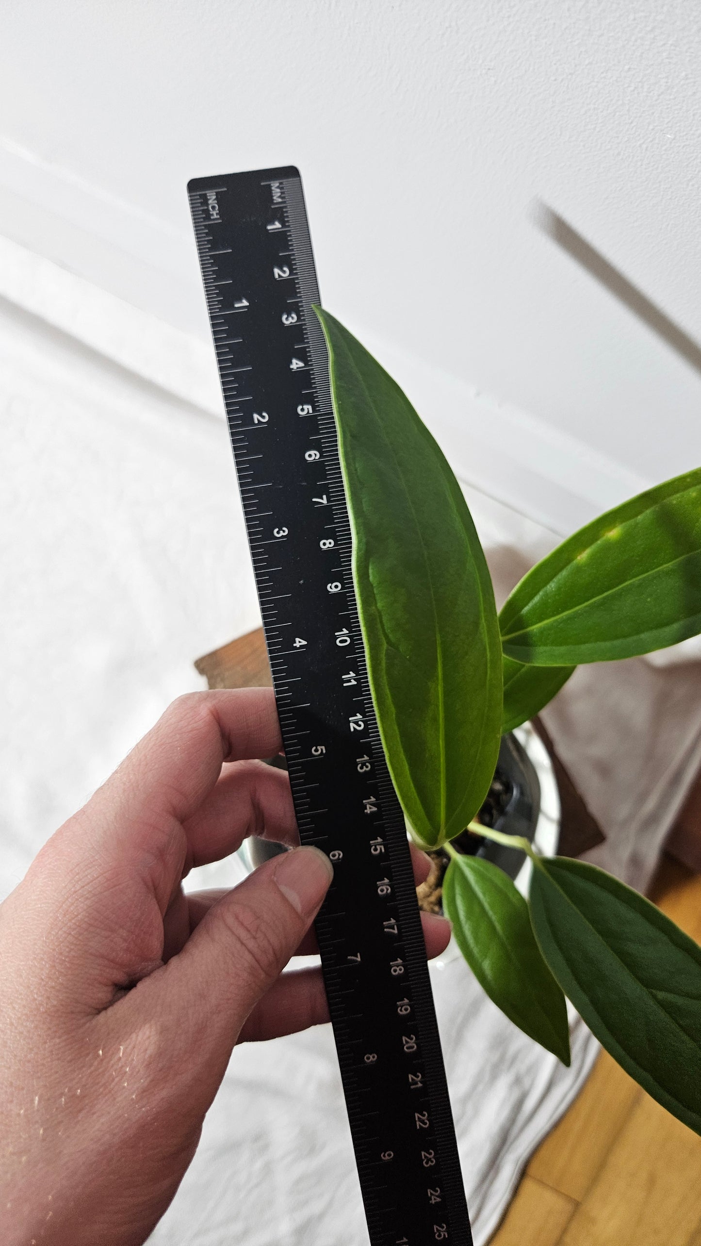 Anthurium Macphersonii "format MOYEN" (ANT-407)