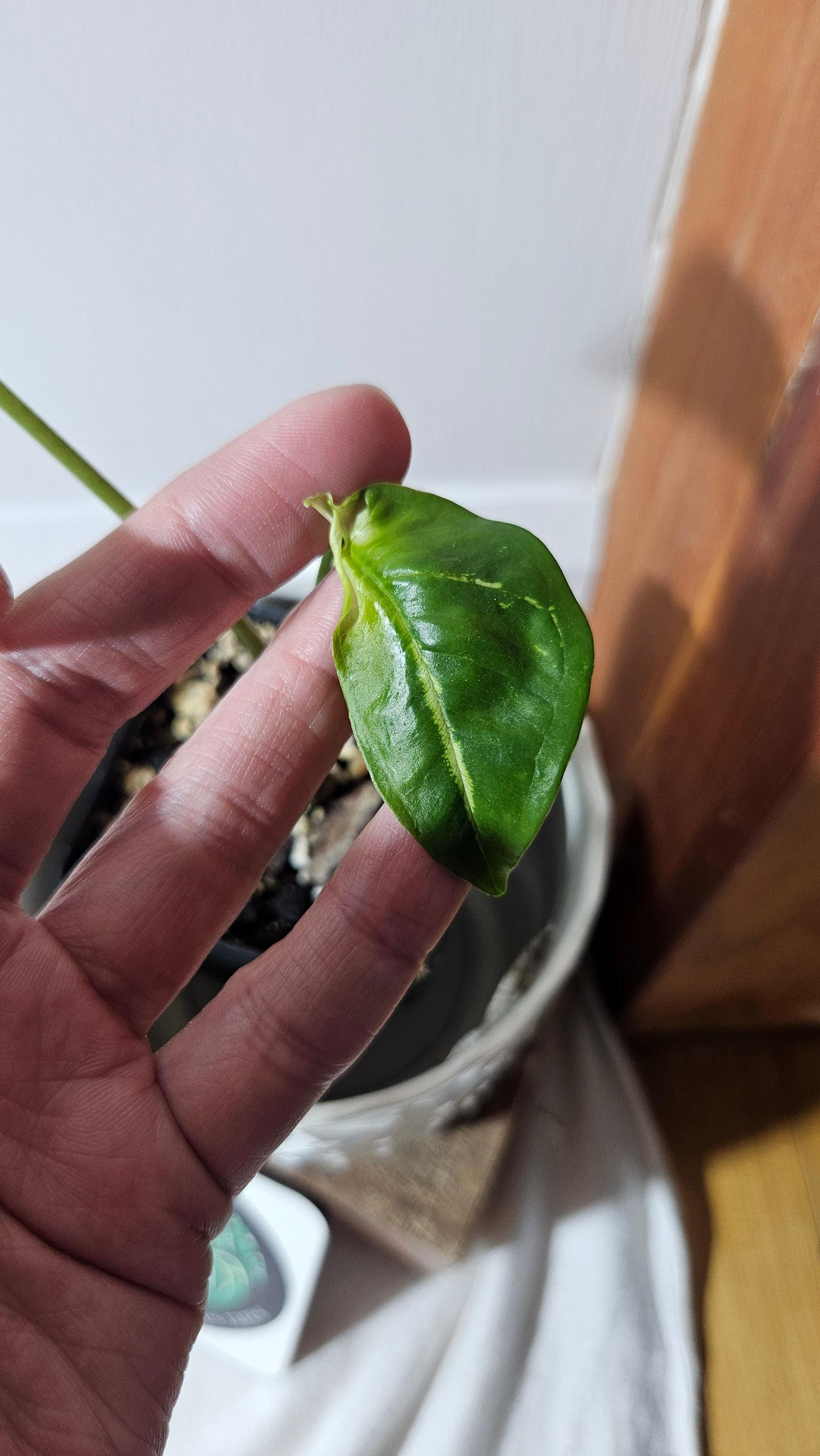 Syngonium Panda/Indo (SYN-420)