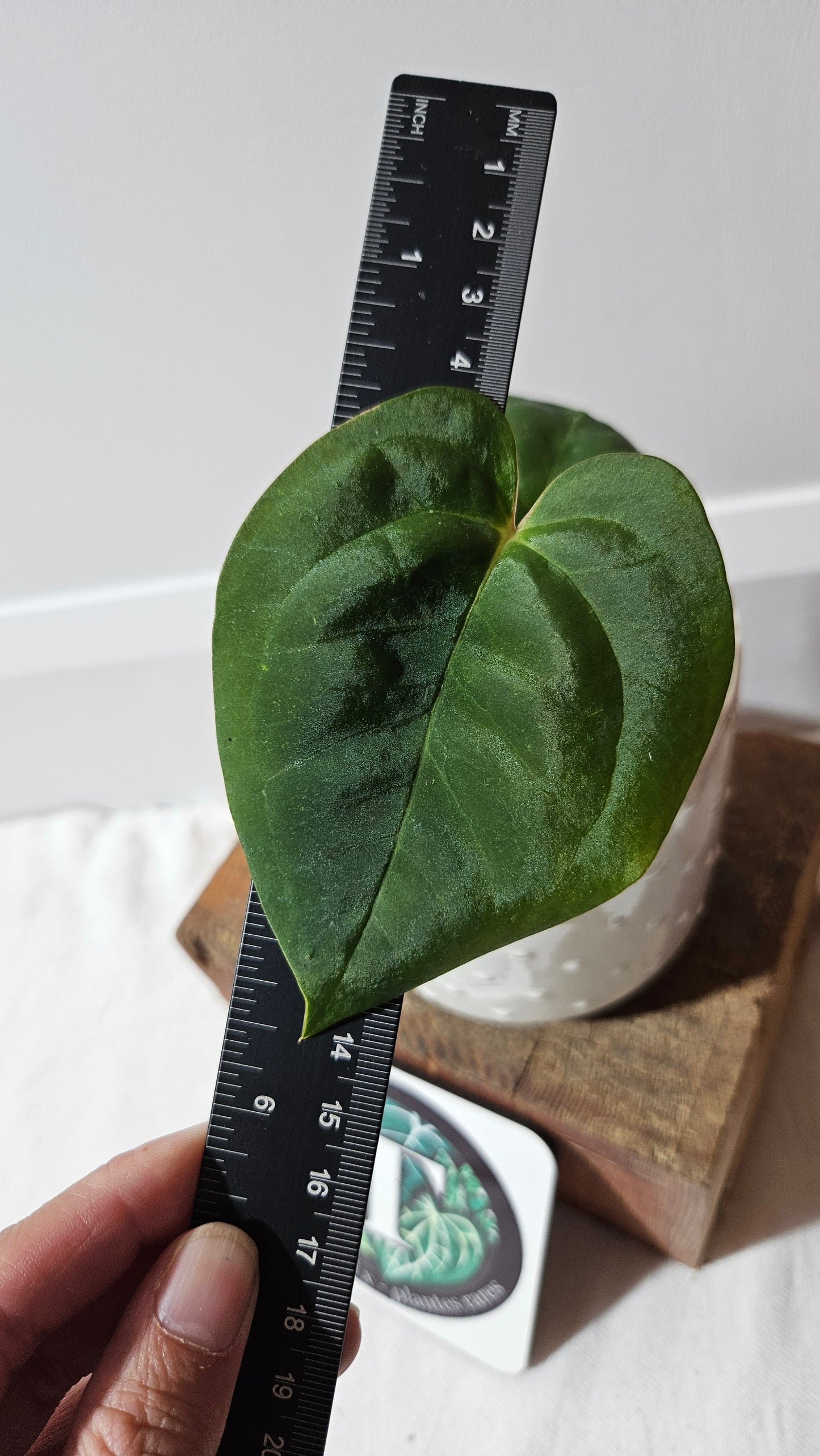 Anthurium Dark Phoenix X Panama "format PETIT" (ANT-493)