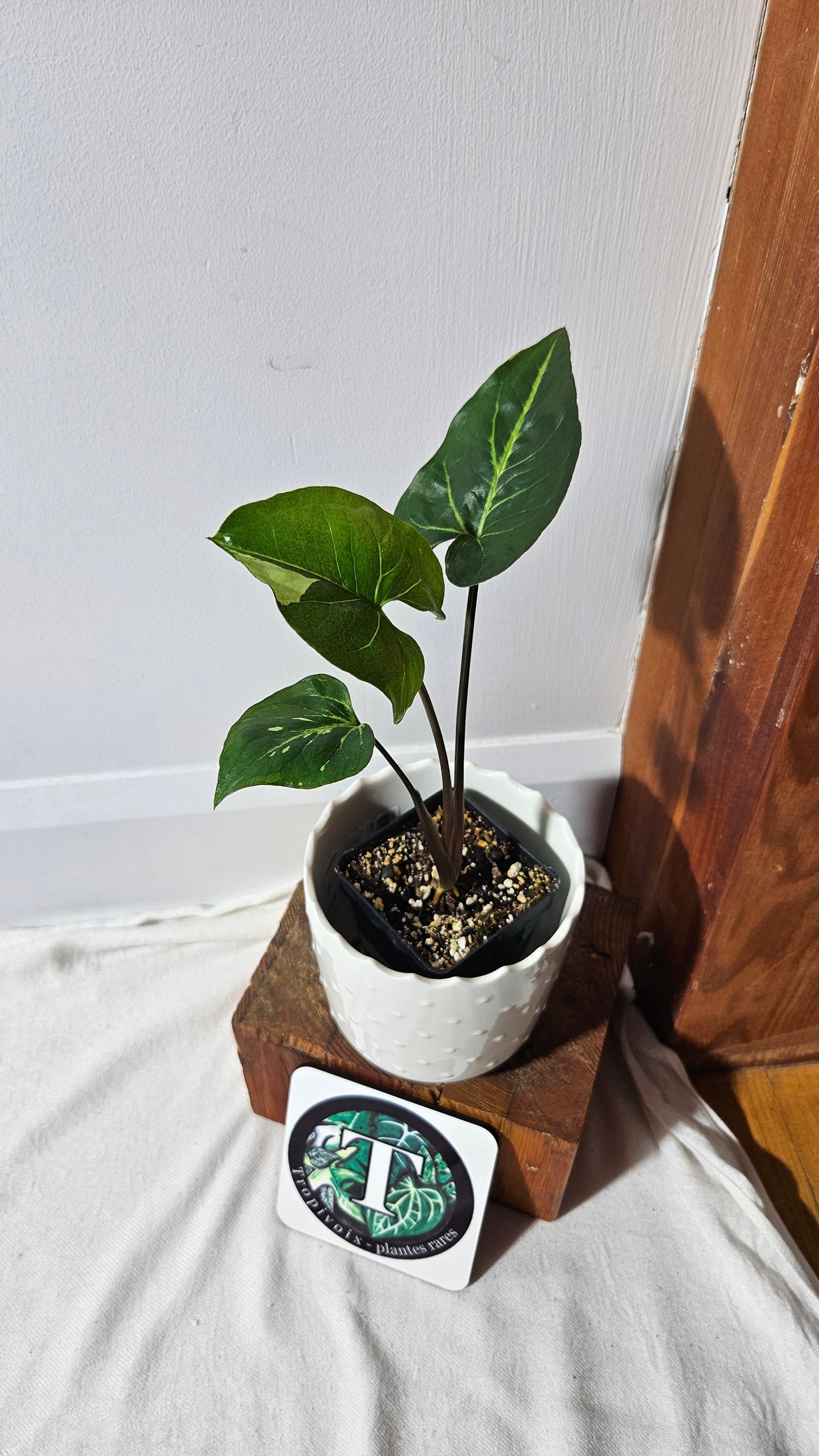 Syngonium Panda/Indo (SYN-449)