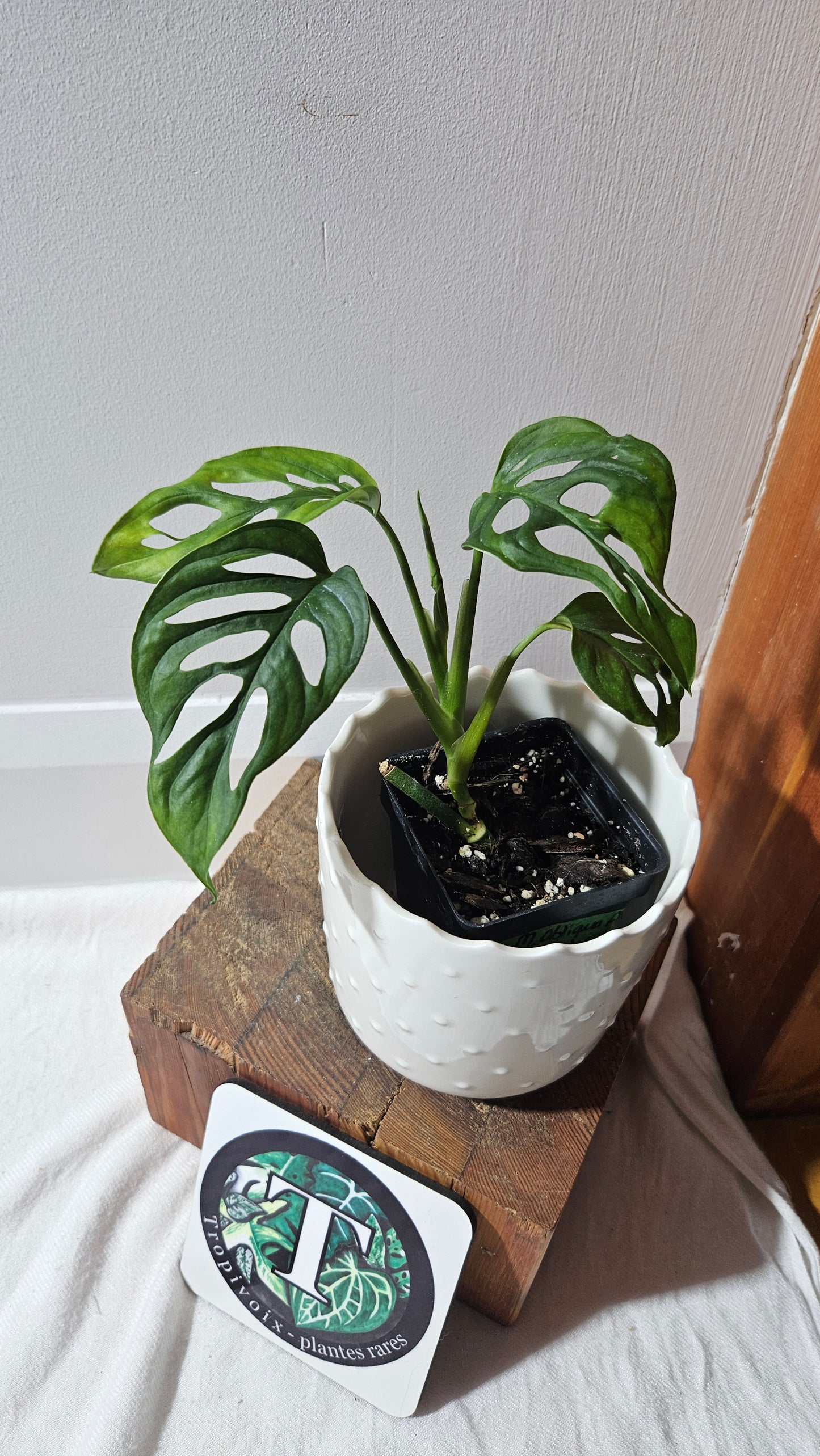 Monstera Obliqua Aff Cenepa (MON-429)