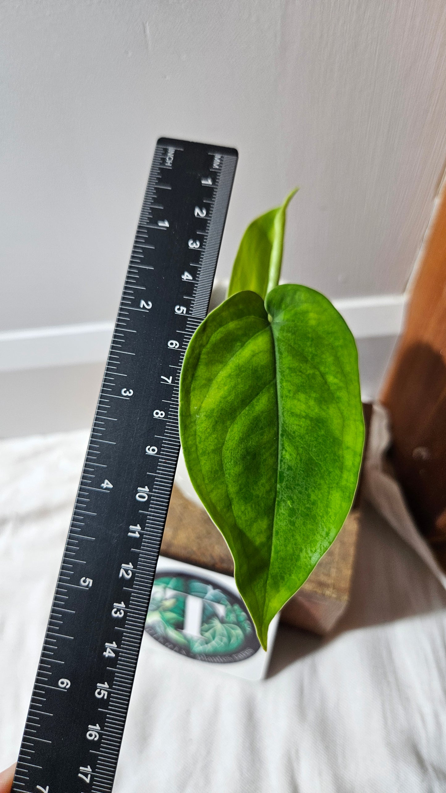 Syngonium Chiapense Albo (SYN-457)
