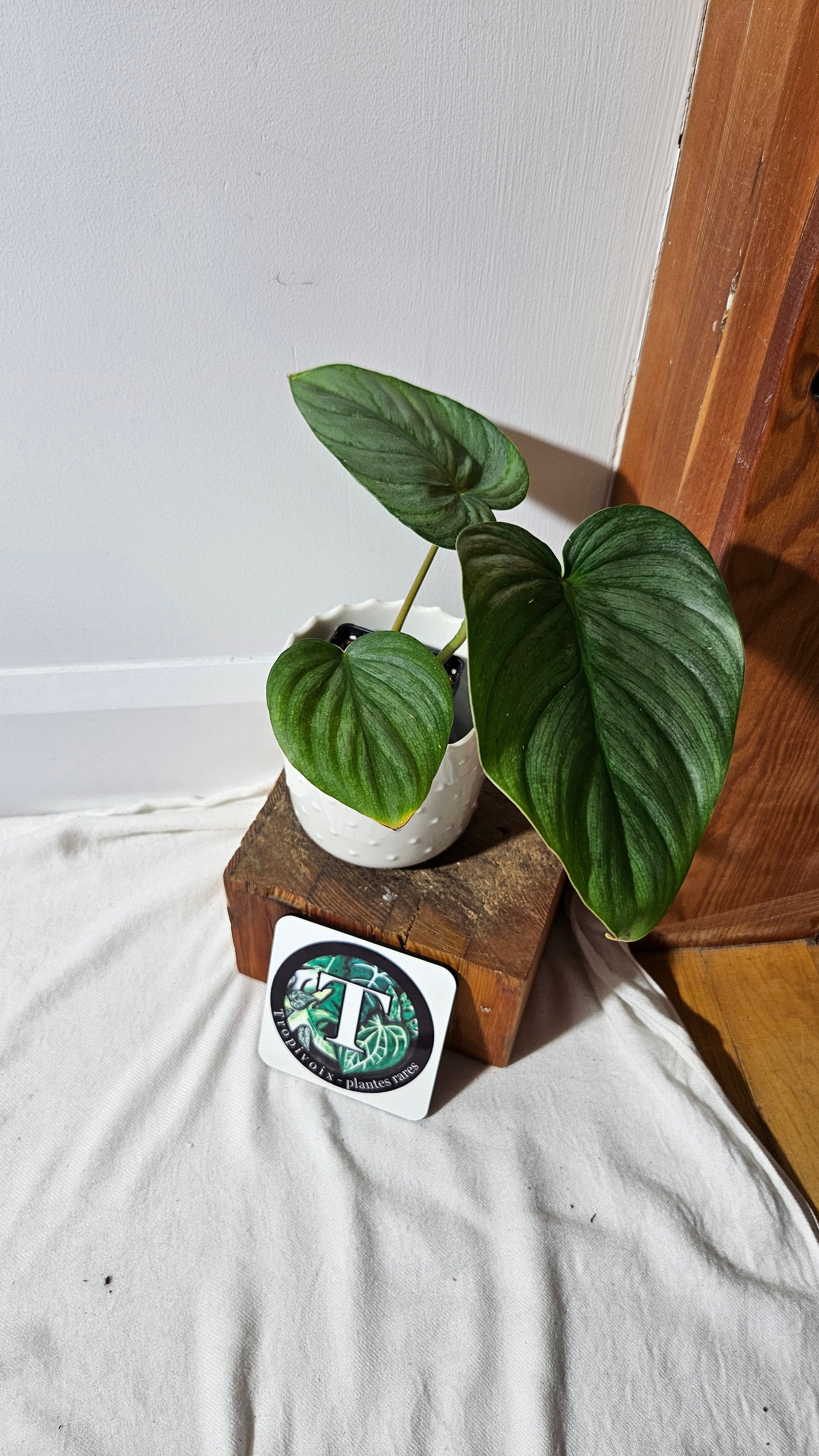 Philodendron Pastazanum Platinum (PHI-828)