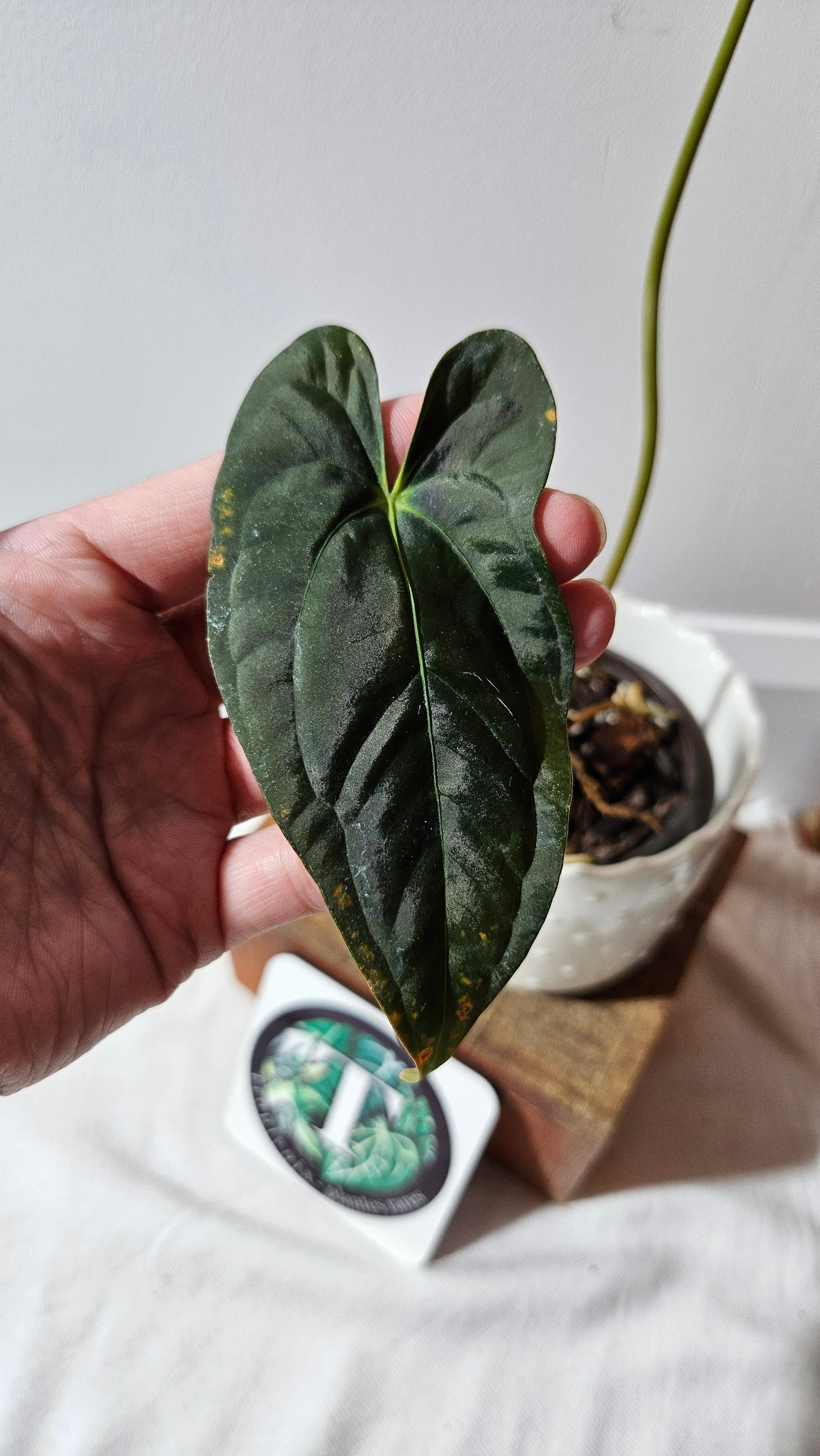 Anthurium Papillilaminum Toucan(d'équateur) "format MOYEN" (ANT-507)