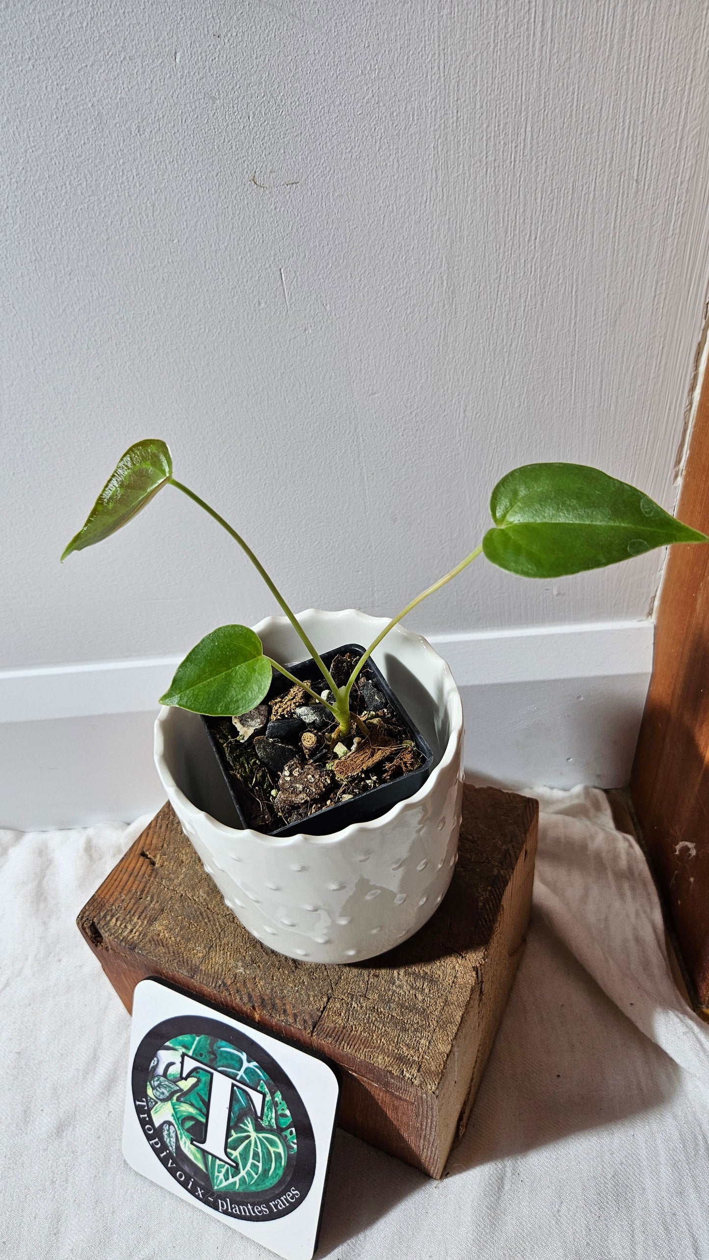 Anthurium Modeanum "format PETIT" (ANT-496)