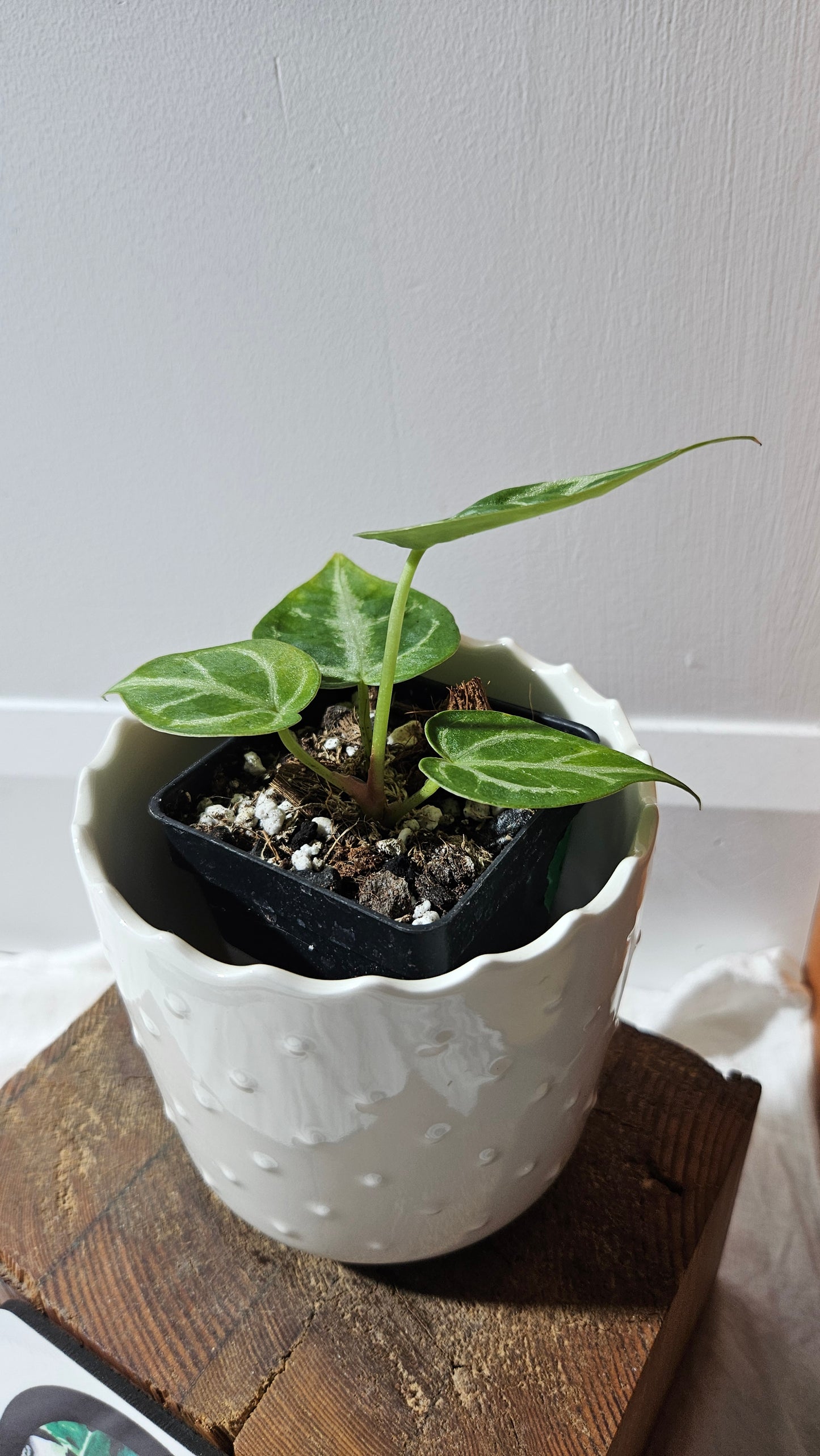 Anthurium Dorayaki Silver "format PETIT"( ANT-571)