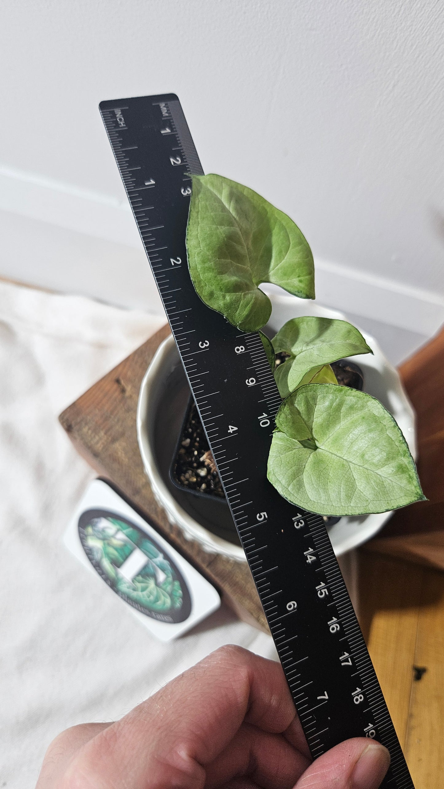 Syngonium Moonshine (SYN-293)