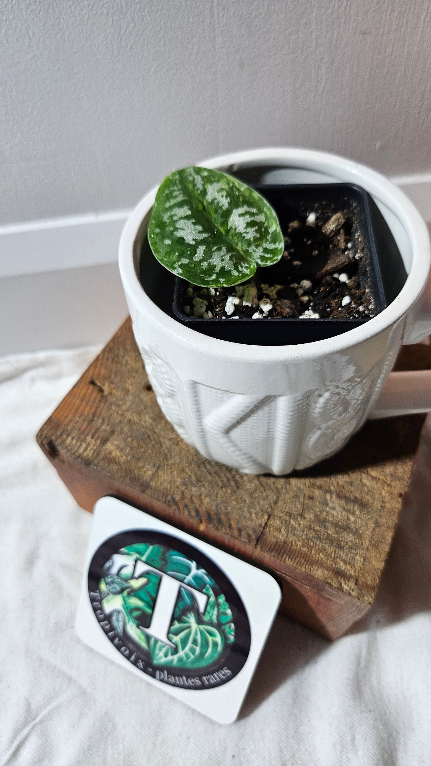 Scindapsus Argyraeus Albo (SCI-1169)