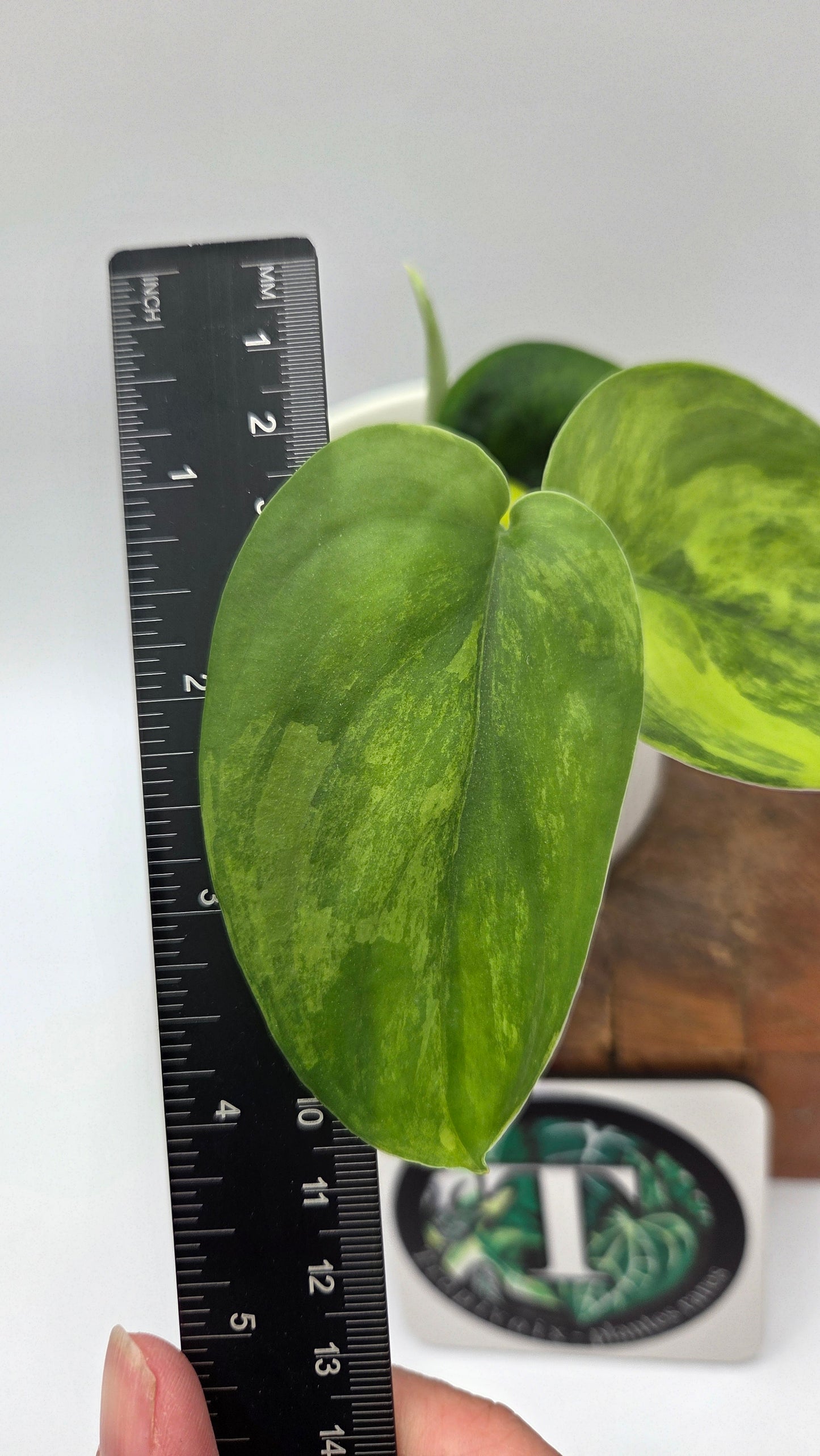 Scindapsus Jade Satin Aurea (SCI-1439)