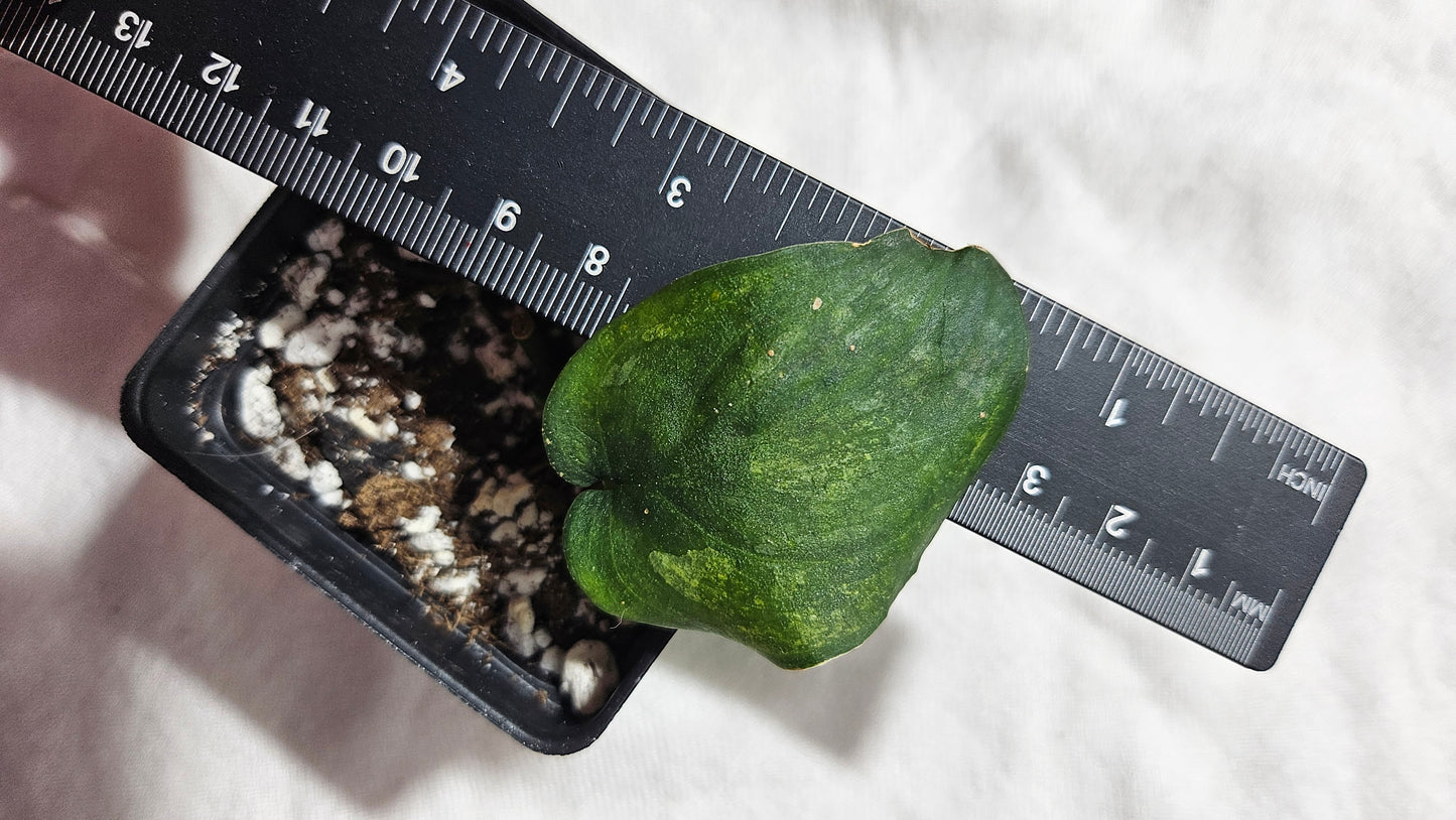 Scindapsus Silver Splash "Green on Green" (SCI-738)